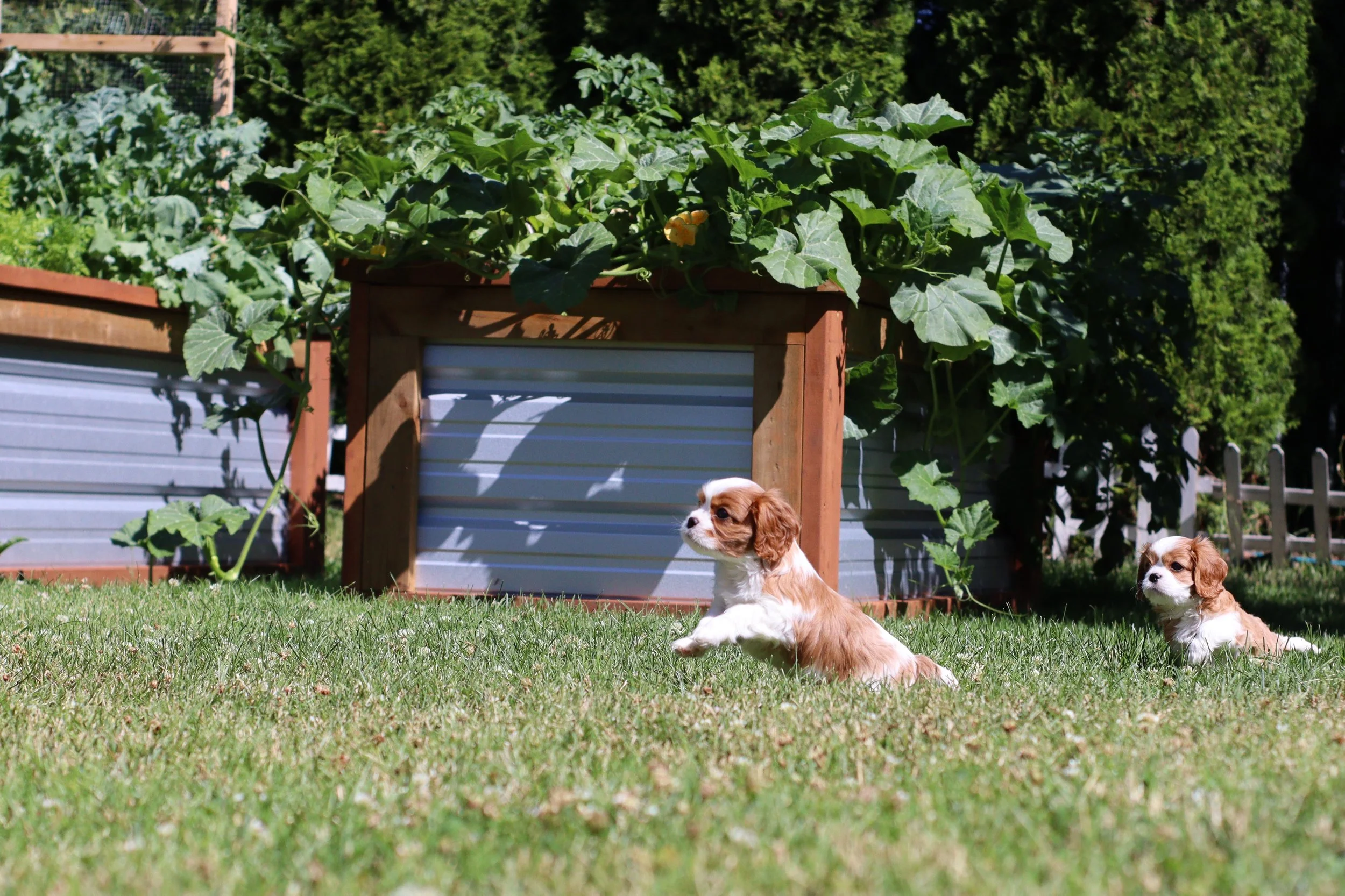 Two Cavalier King Charles Spaniel puppies sitting in the green grass, with a garden box in the background.