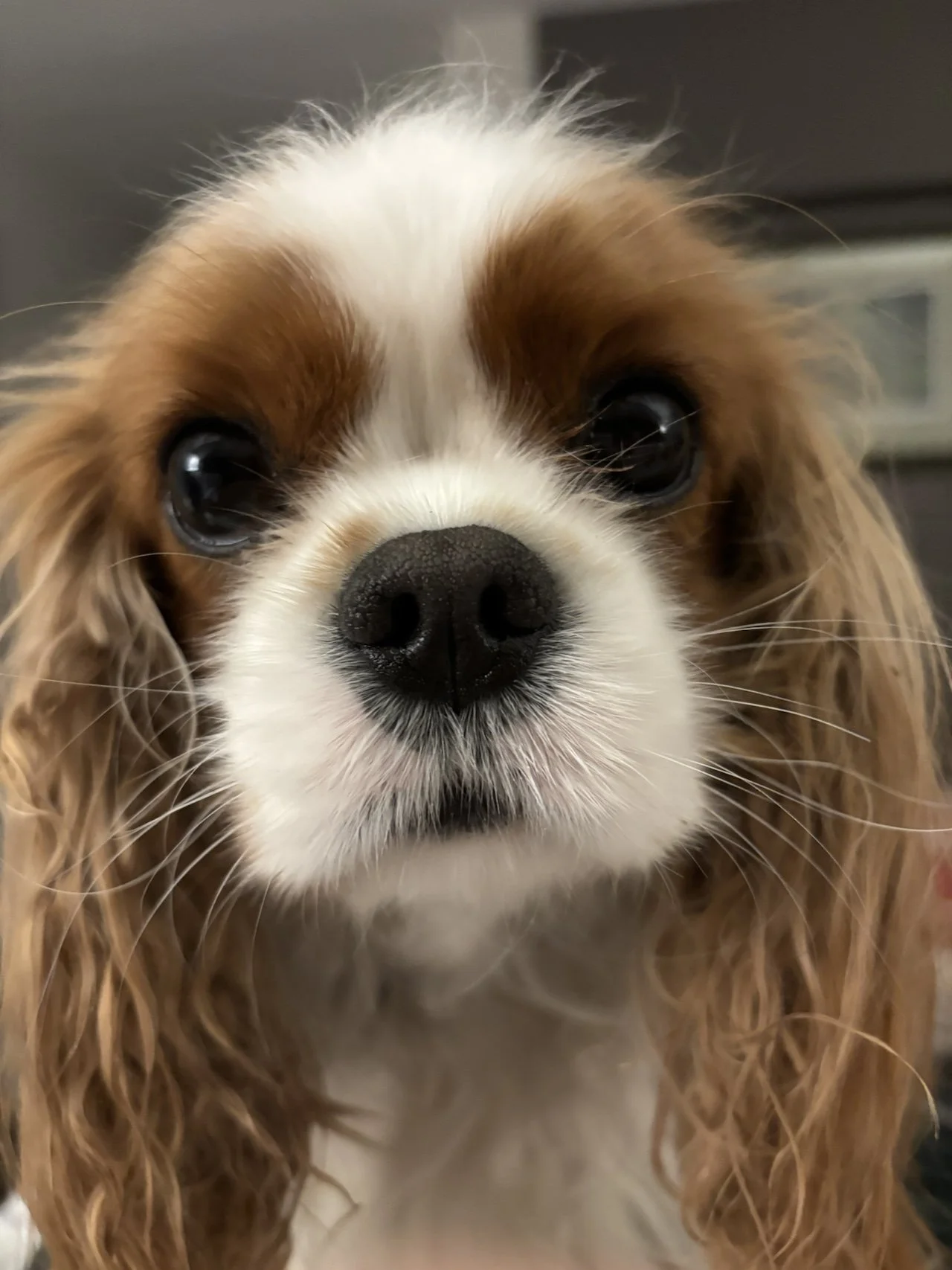 A close up of a Cavalier King Charles Spaniel face looking directly at the camera.