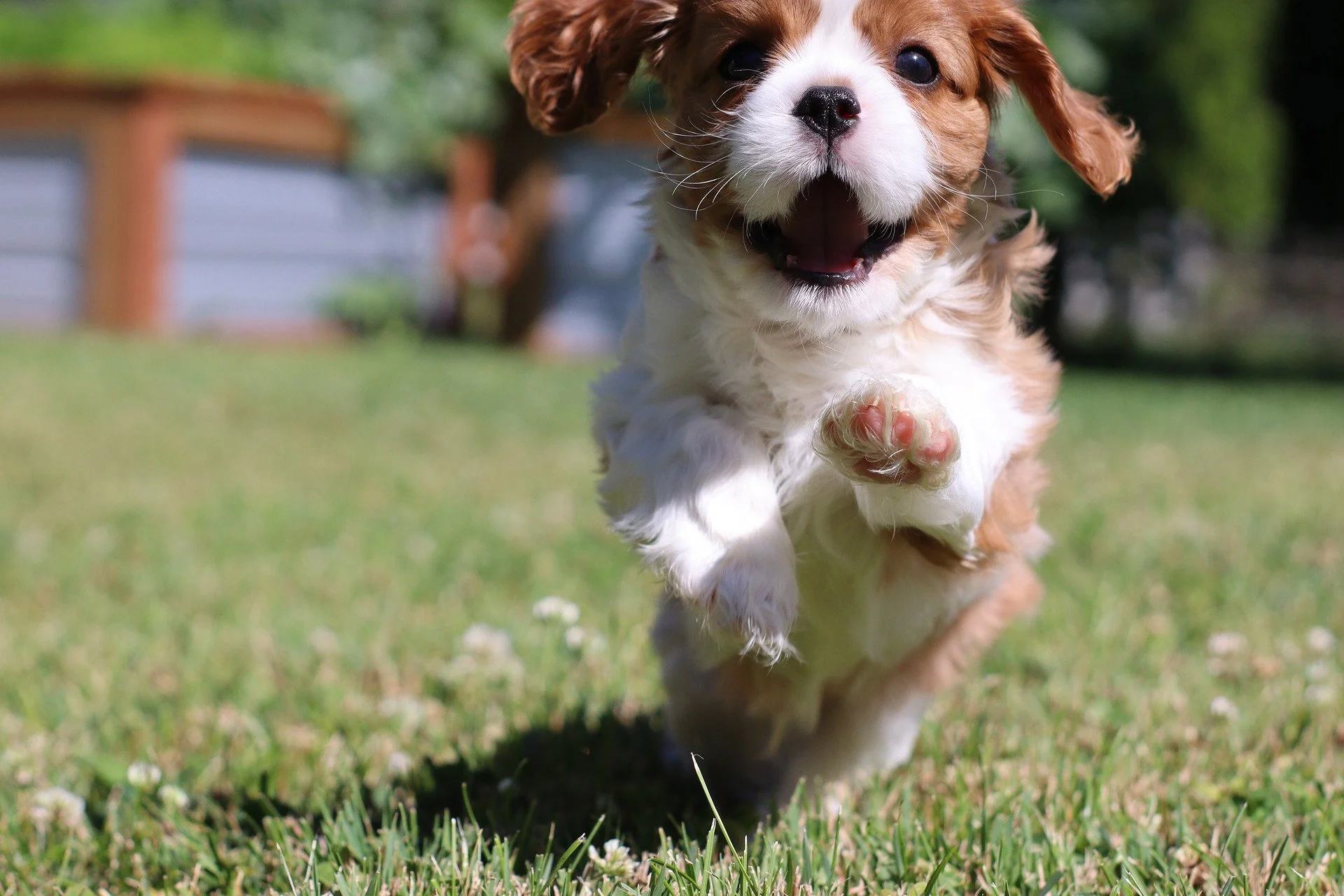 Cavalier King Charles Spaniel puppy running and jumping towards the camera in green grass.