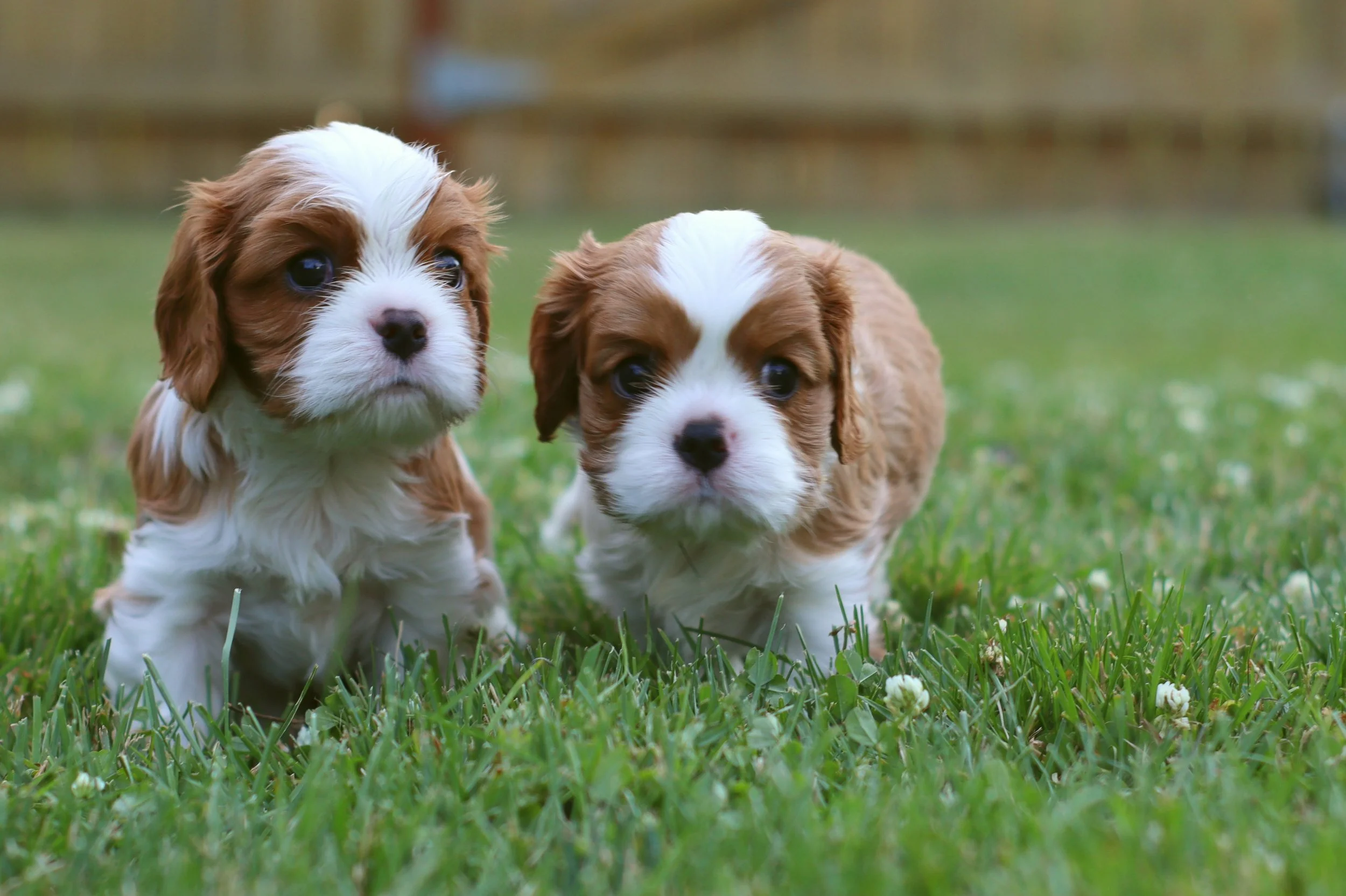 Two Cavalier King Charles Spaniel puppies sitting looking ahead sitting on a green lawn.