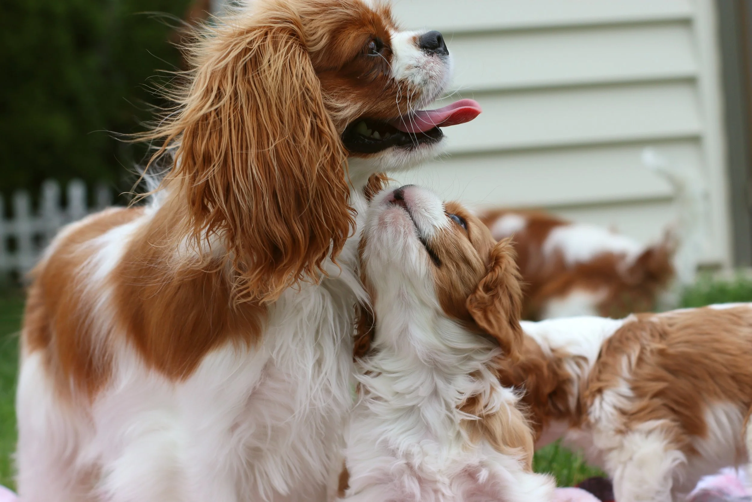 A Cavalier King Charles Spaniel and a puppy.