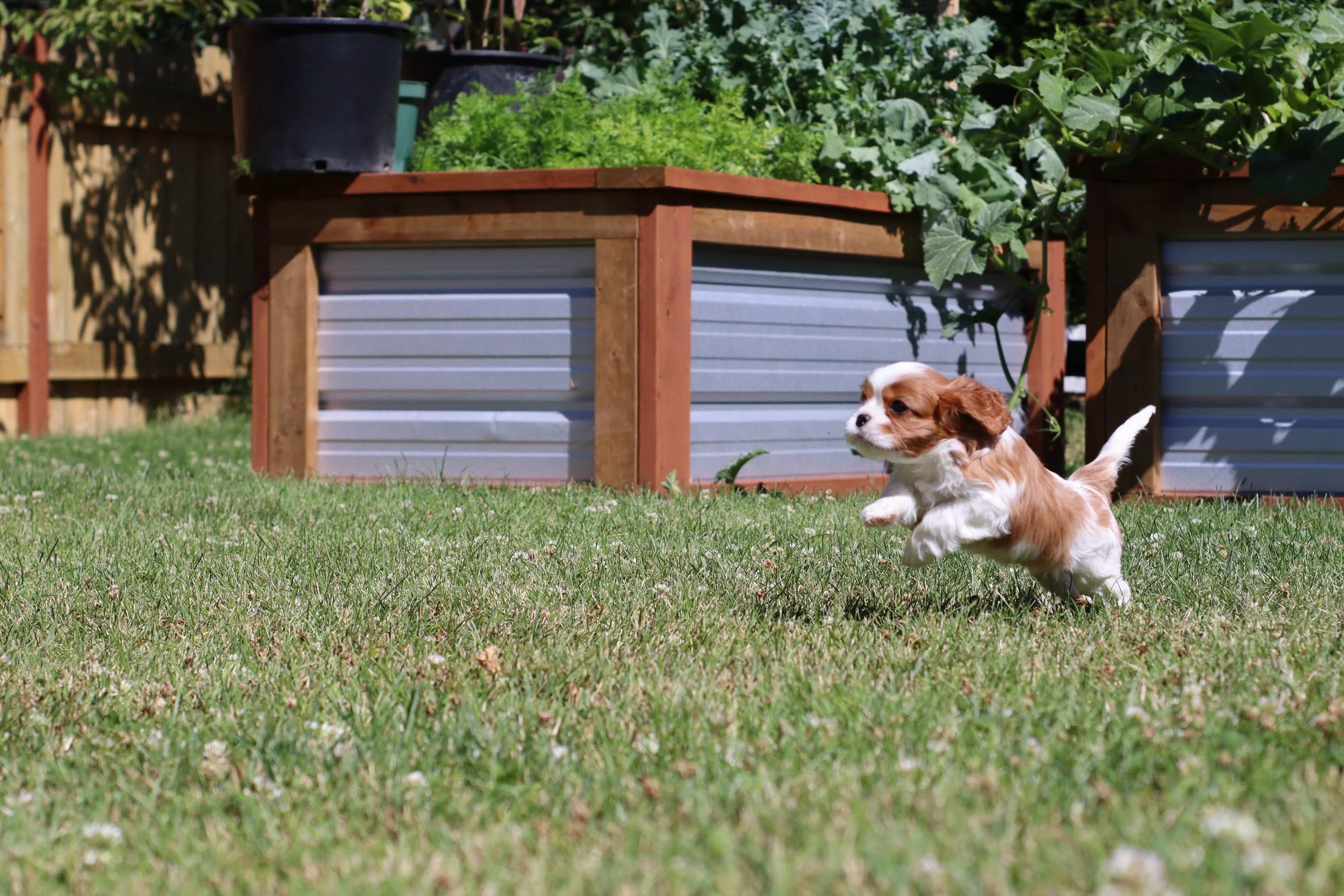 Cavalier King Charles Spaniel puppy running and jumping towards in green grass, with a garden box in the background.