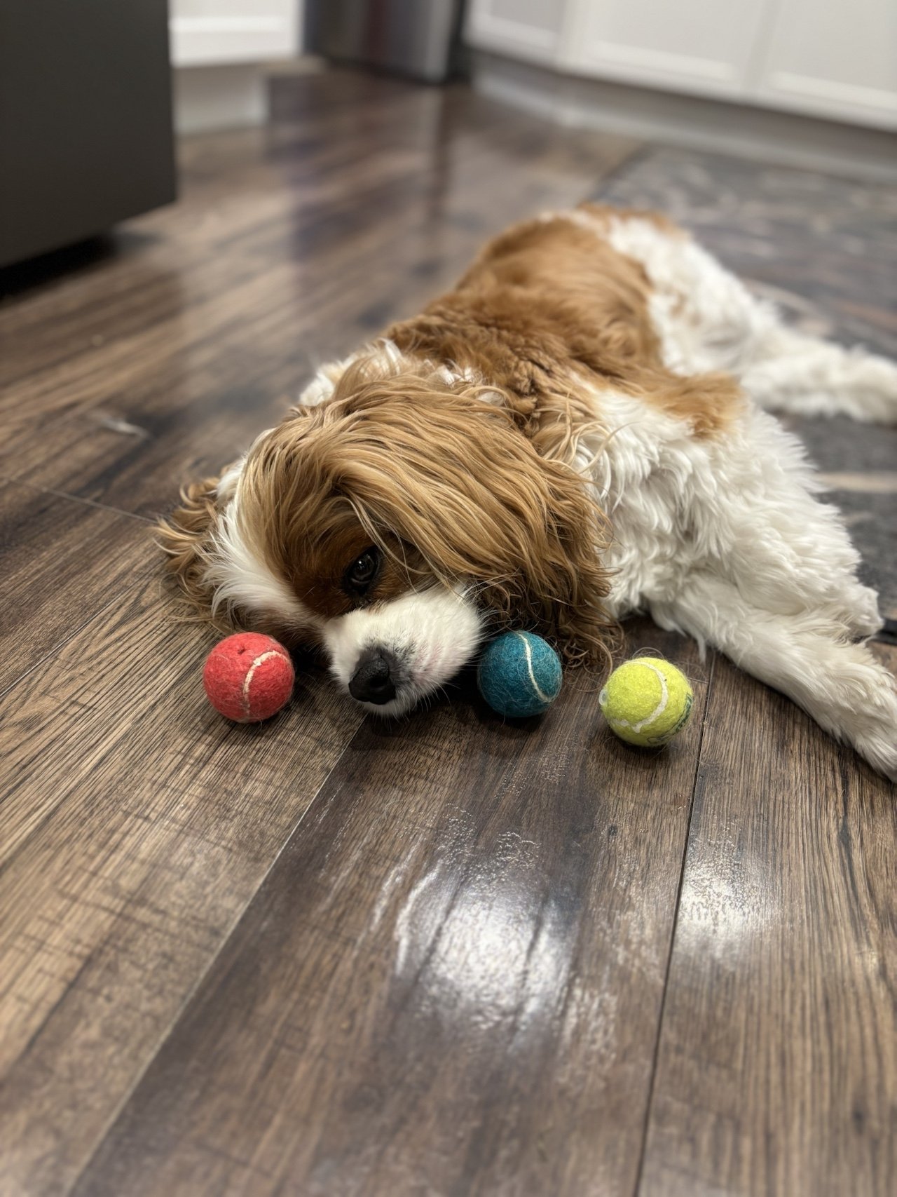 A Cavalier King Charles Spaniel laying on the floor with three different color tennis balls