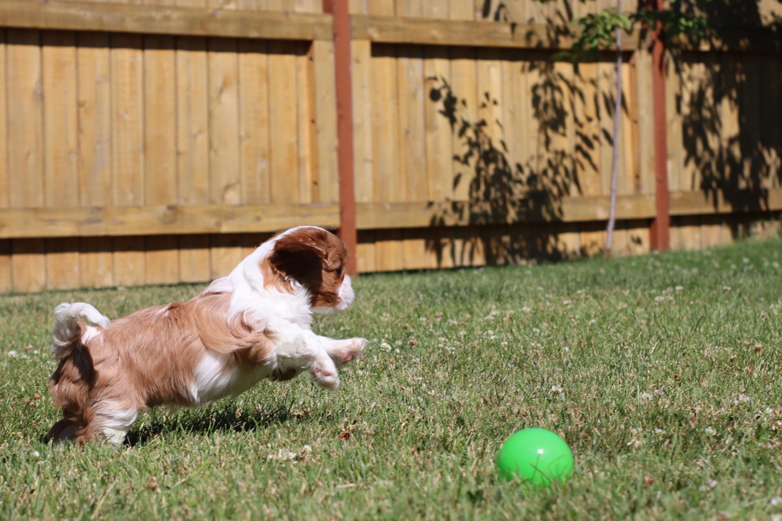 Cavalier King Charles Spaniel puppy running and jumping towards a green ball with a cedar fence in the background.