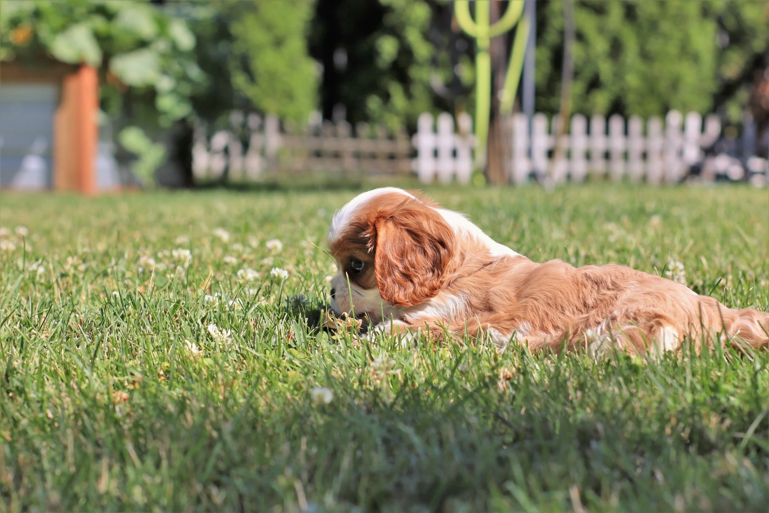 Cavalier King Charles Spaniel laying down on a green lawn with white tiny flowers.