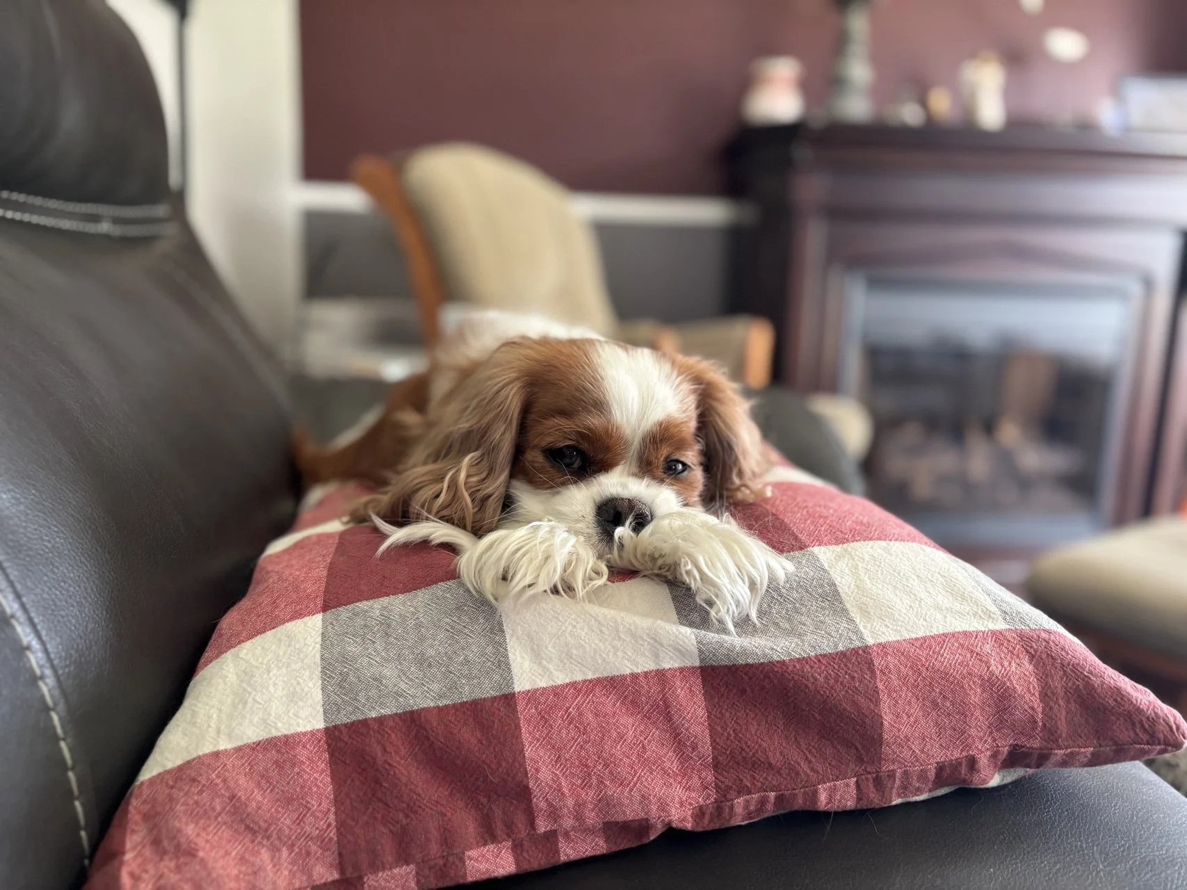 A Cavalier King Charles Spaniel resting on a red, grey, and white checkered pillow.