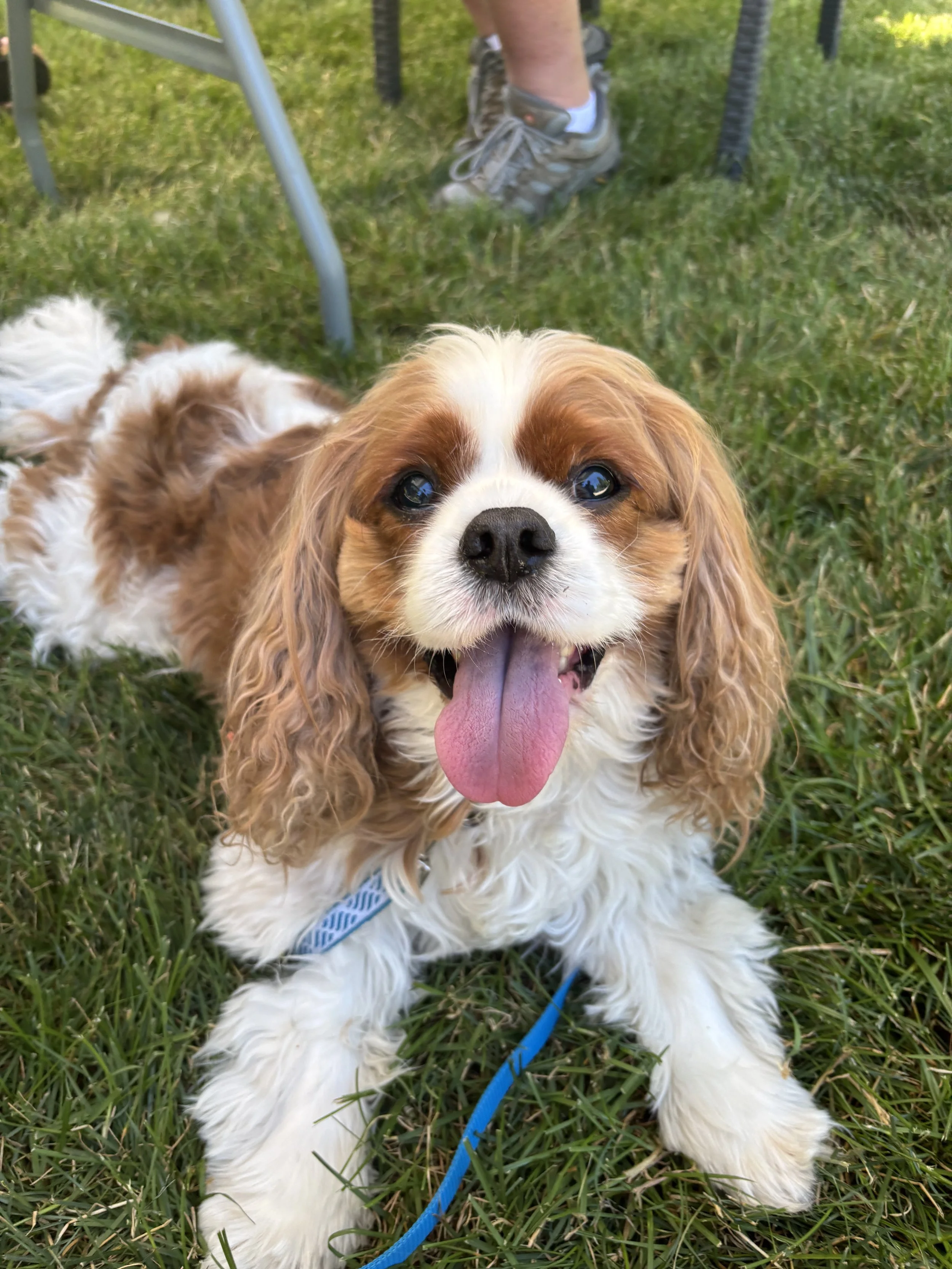 A Cavalier King Charles Spaniel sitting on a green lawn with his tongue out looking directly at the camera.