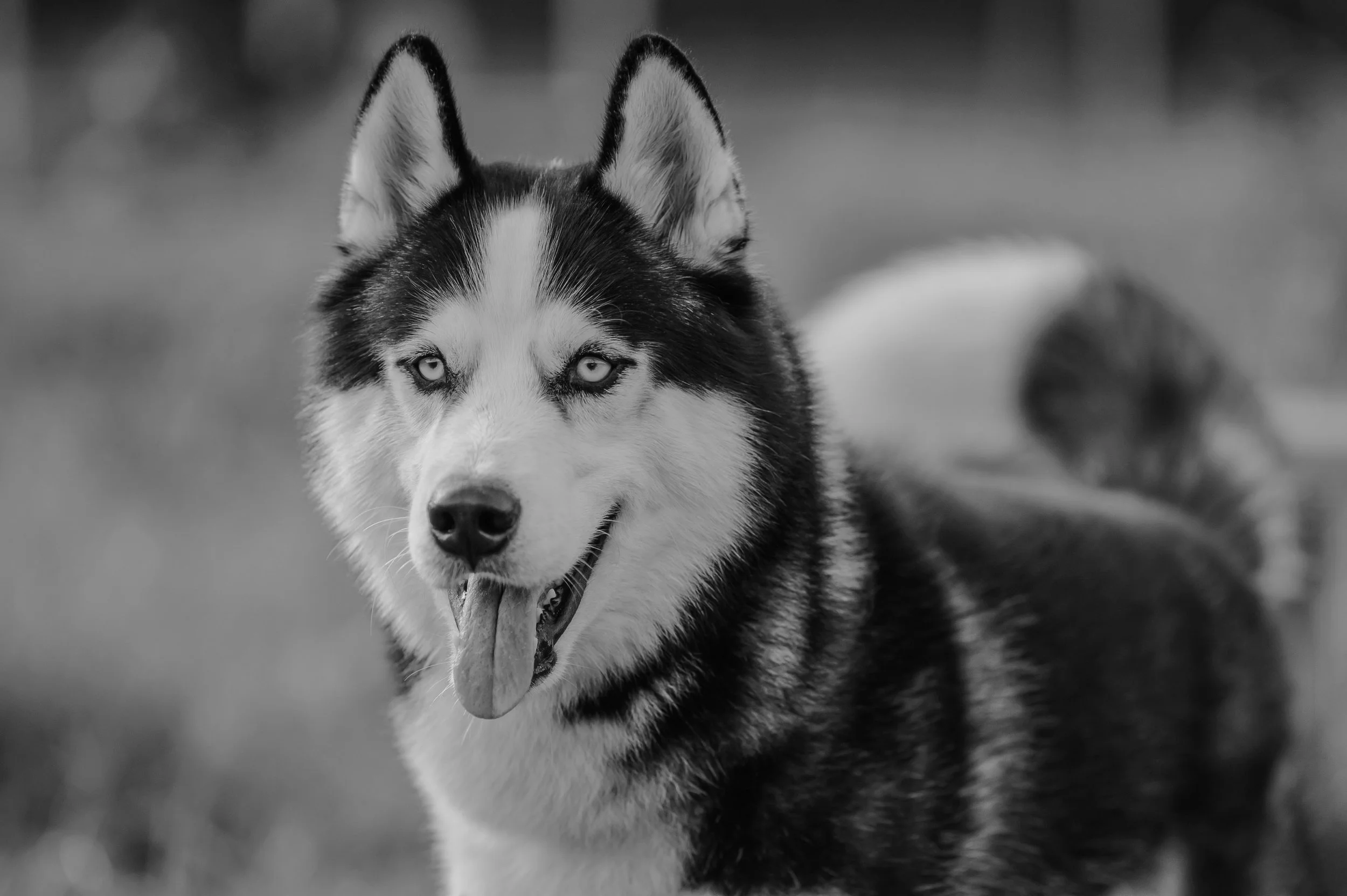 Black and white photo of a Siberian Husky dog outdoors with its tongue out and eyes looking forward.