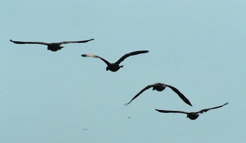 Birds in Flight.jpg