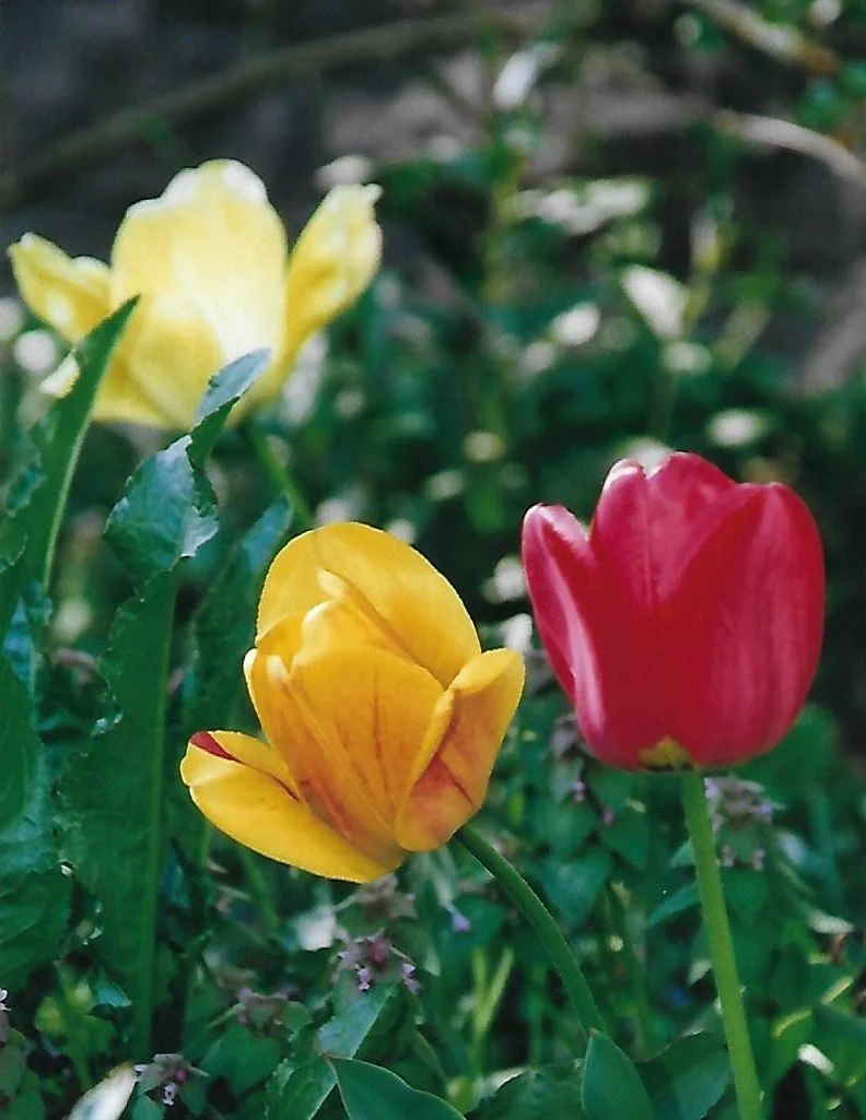 Tulips in Garden (2).jpg
