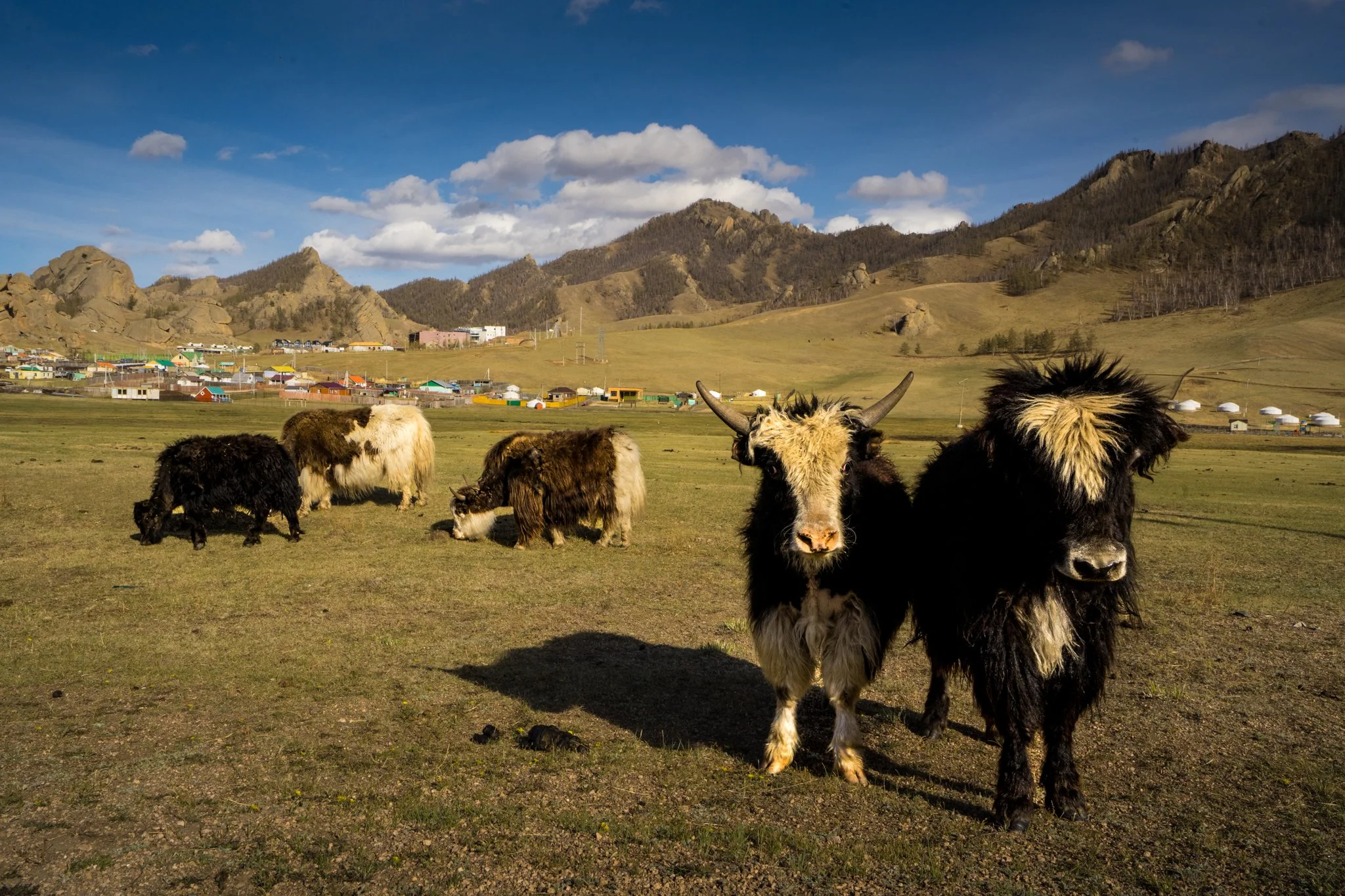A group of yaks grazing on a grassy plain with mountains and a small town in the background under a partly cloudy sky.