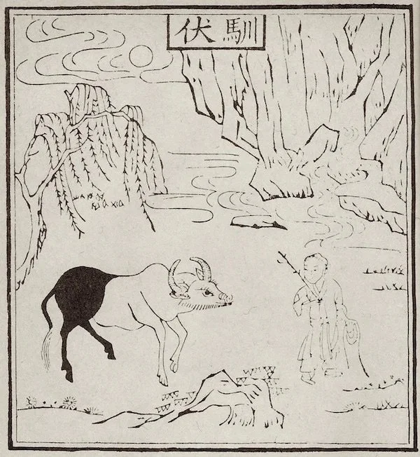 The OX is difficult to tame!