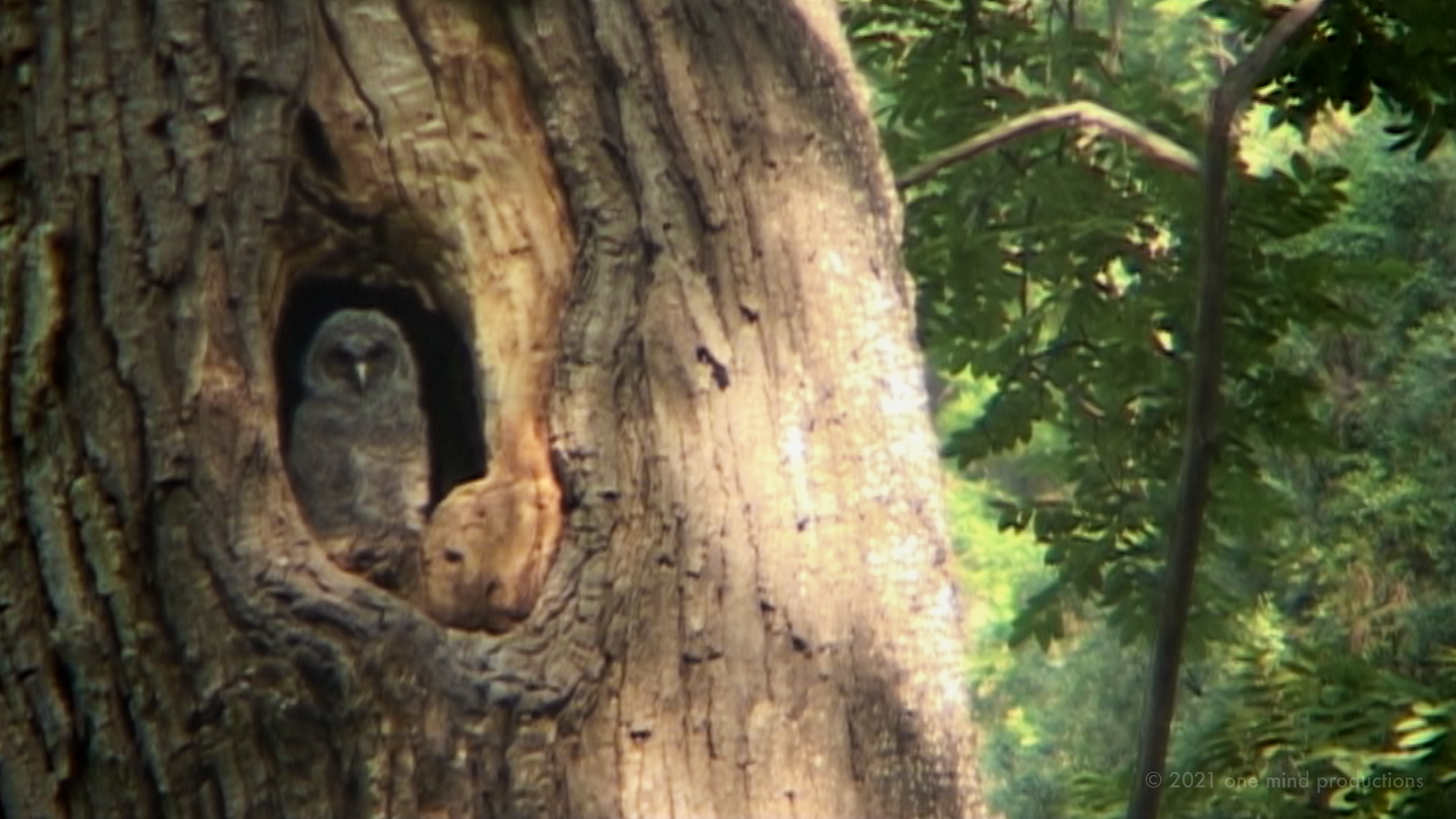 TMP_stills_shifu_owl.png