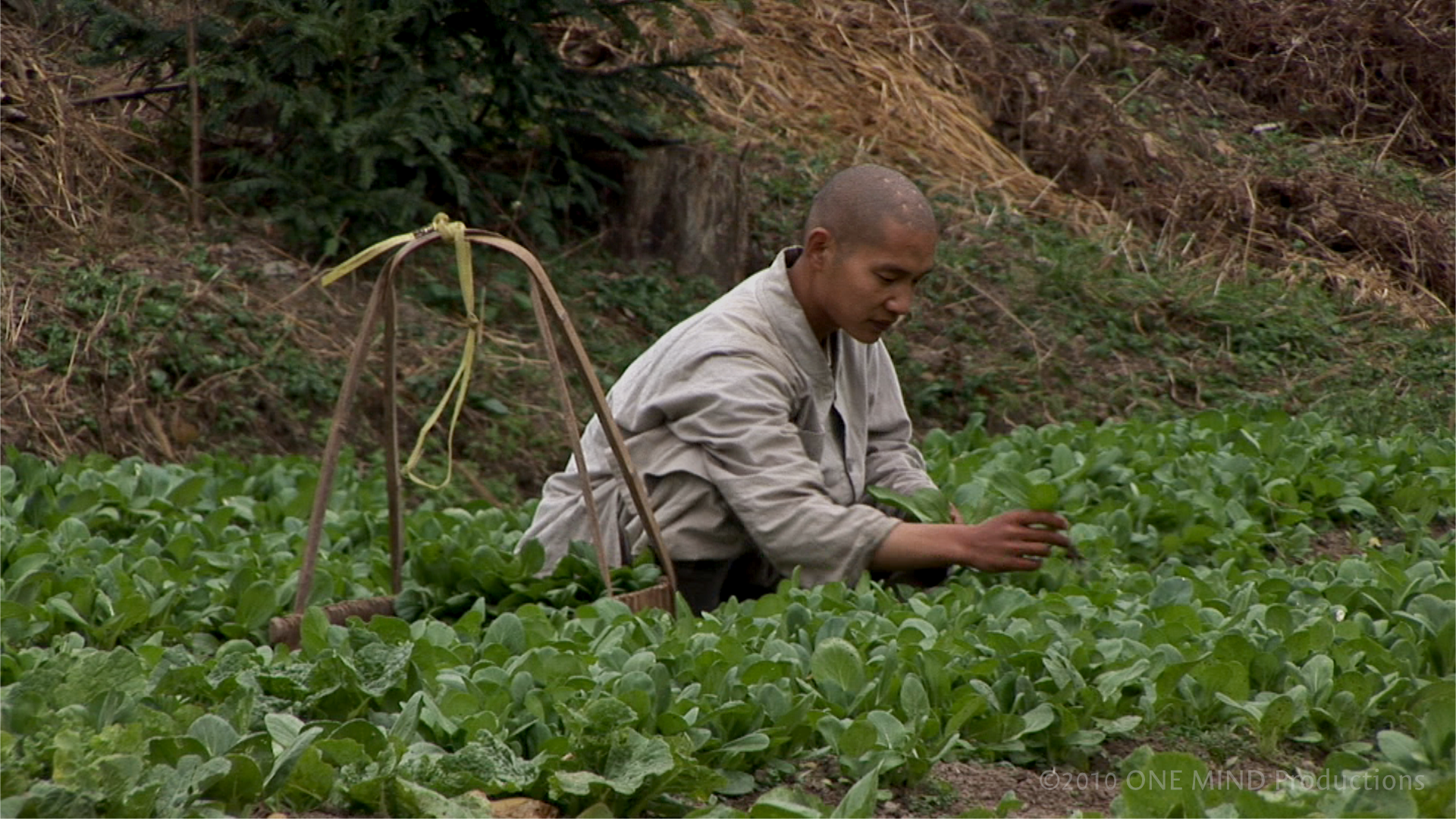 ALMS_stills_garden_wm.png