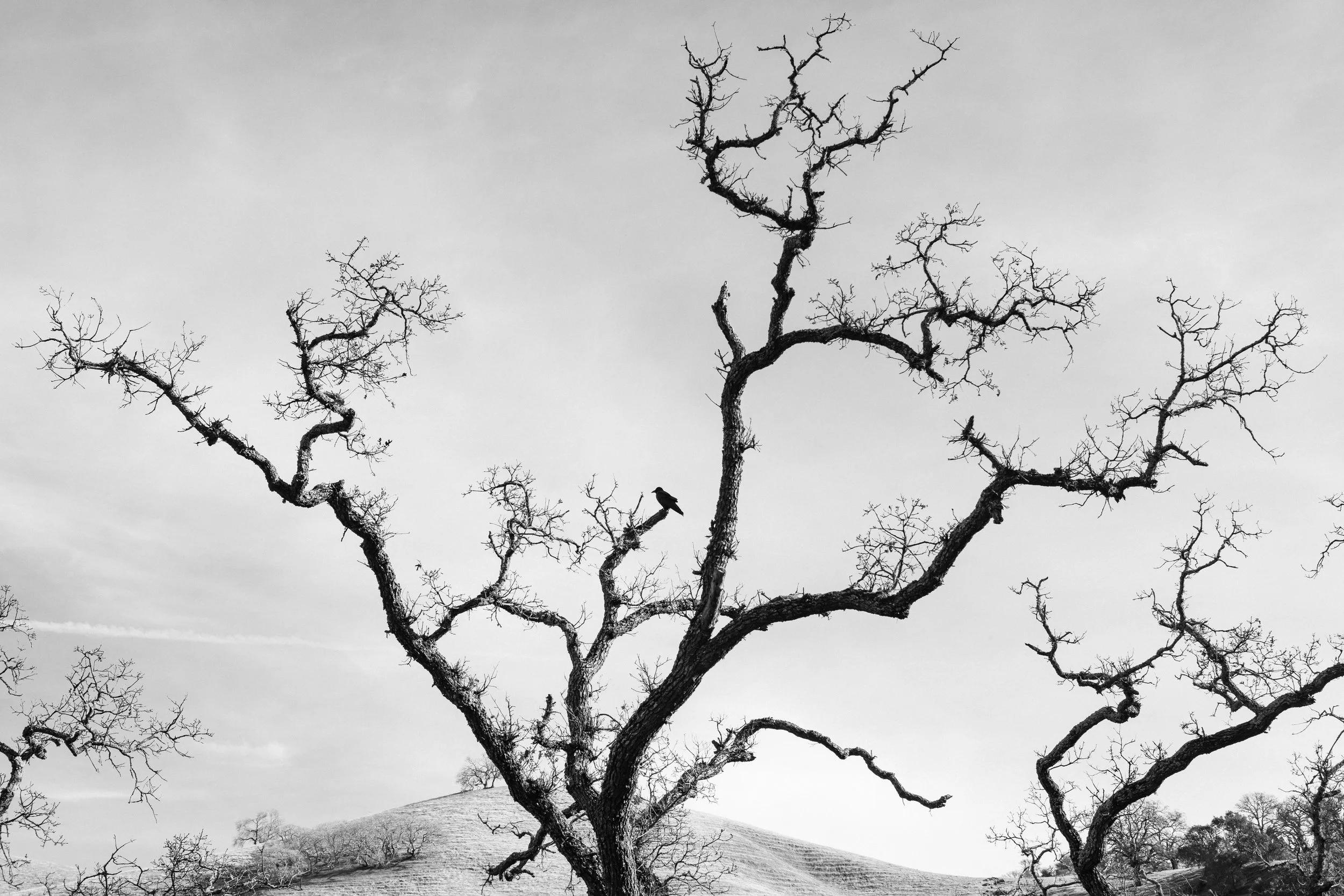 Castle Rock Crow
