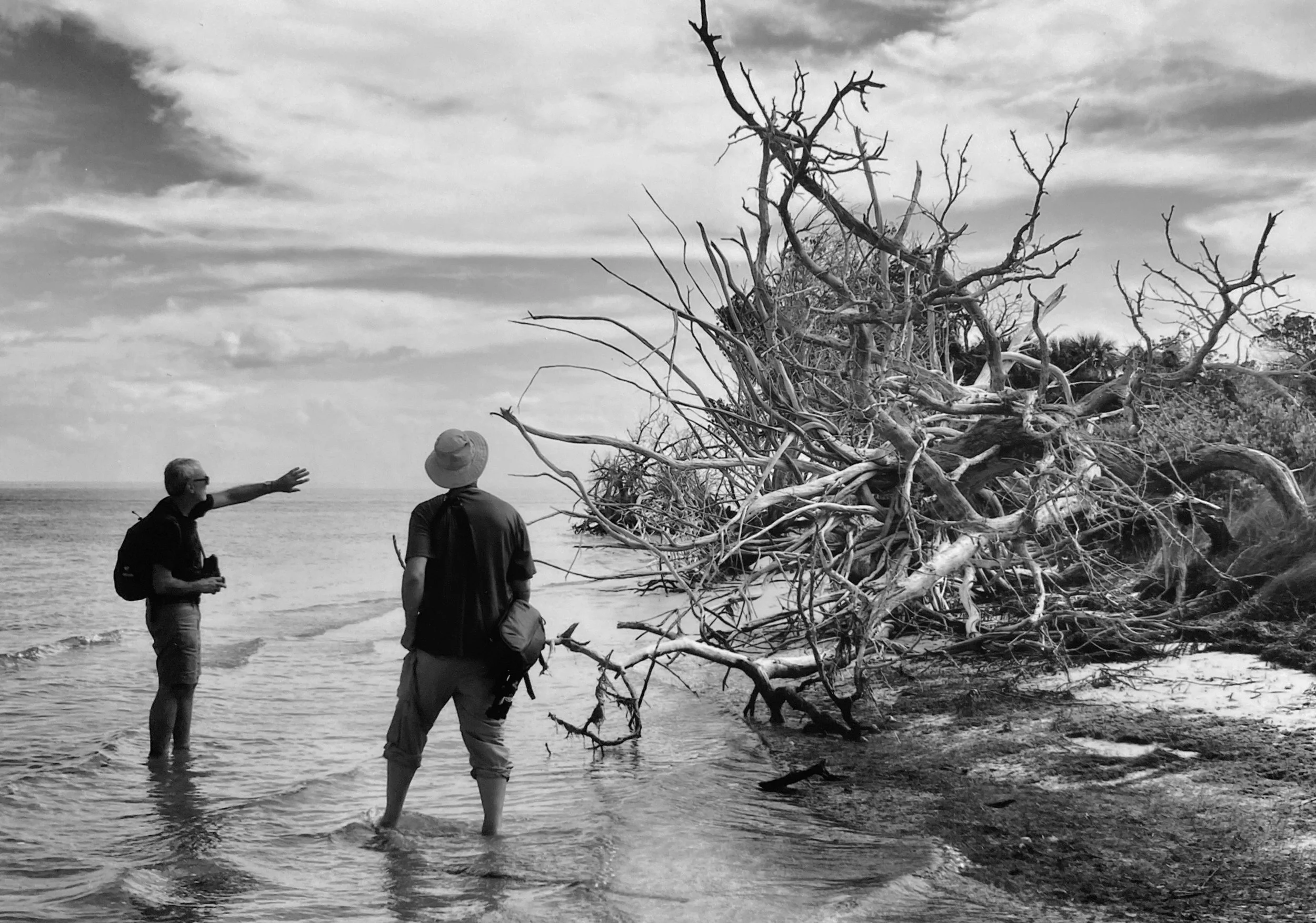 Two men stand in the shallow water on a beach, looking at a large pile of fallen tree branches and driftwood. One man is wearing a hat, the other is reaching out towards the debris. The sky is cloudy with streaks of clouds visible.