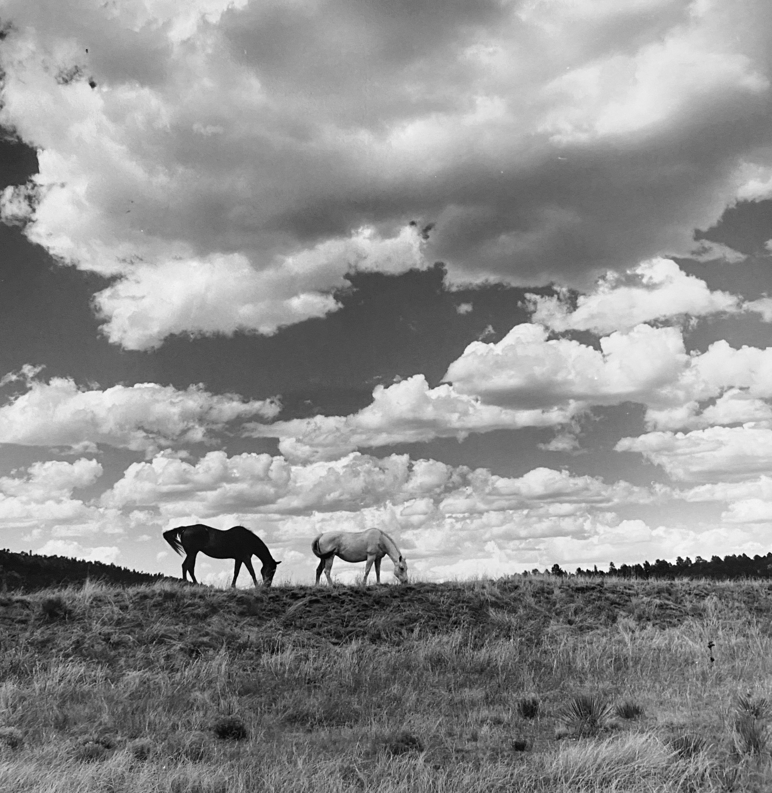 Horses, La Cueva, Mora Valley, New Mexico, 2026