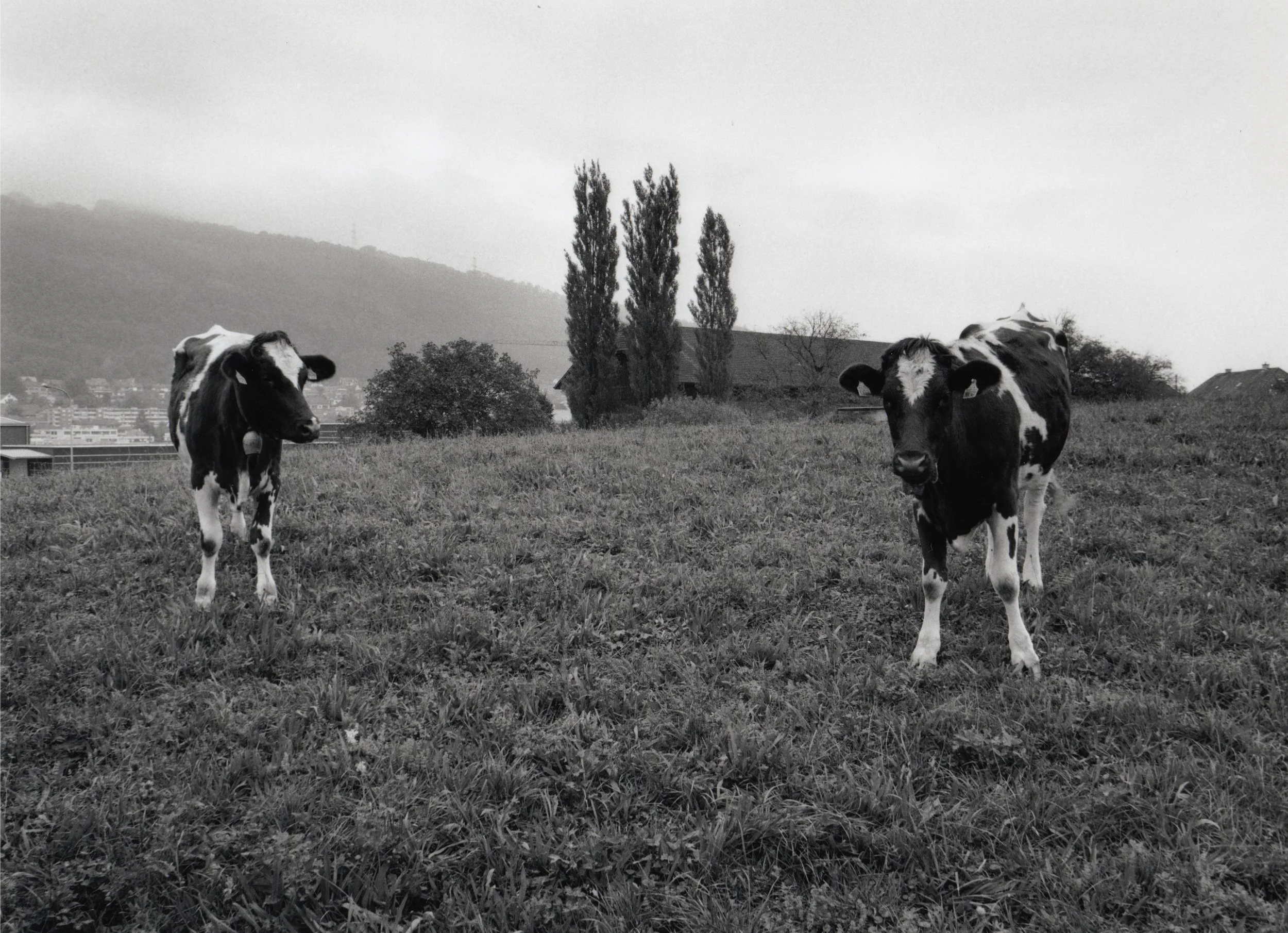Cows and Trees on Meadow Over Autobahn Tunnel