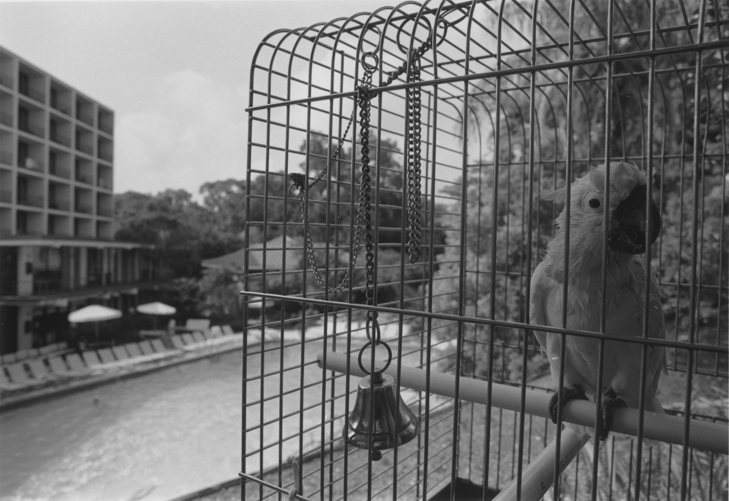 Cockatoo, Last Remaining Hotel Zoo Animal