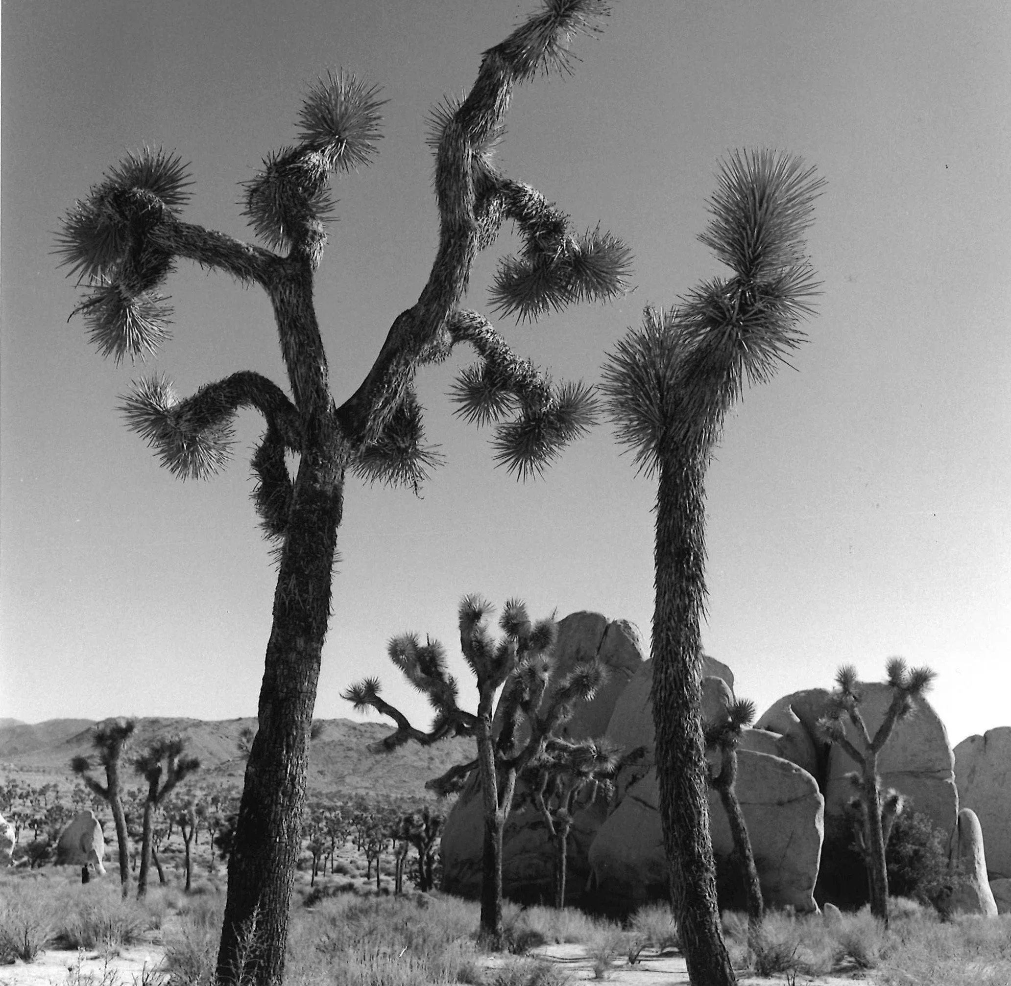 Joshua Tree National Park, California, 2018