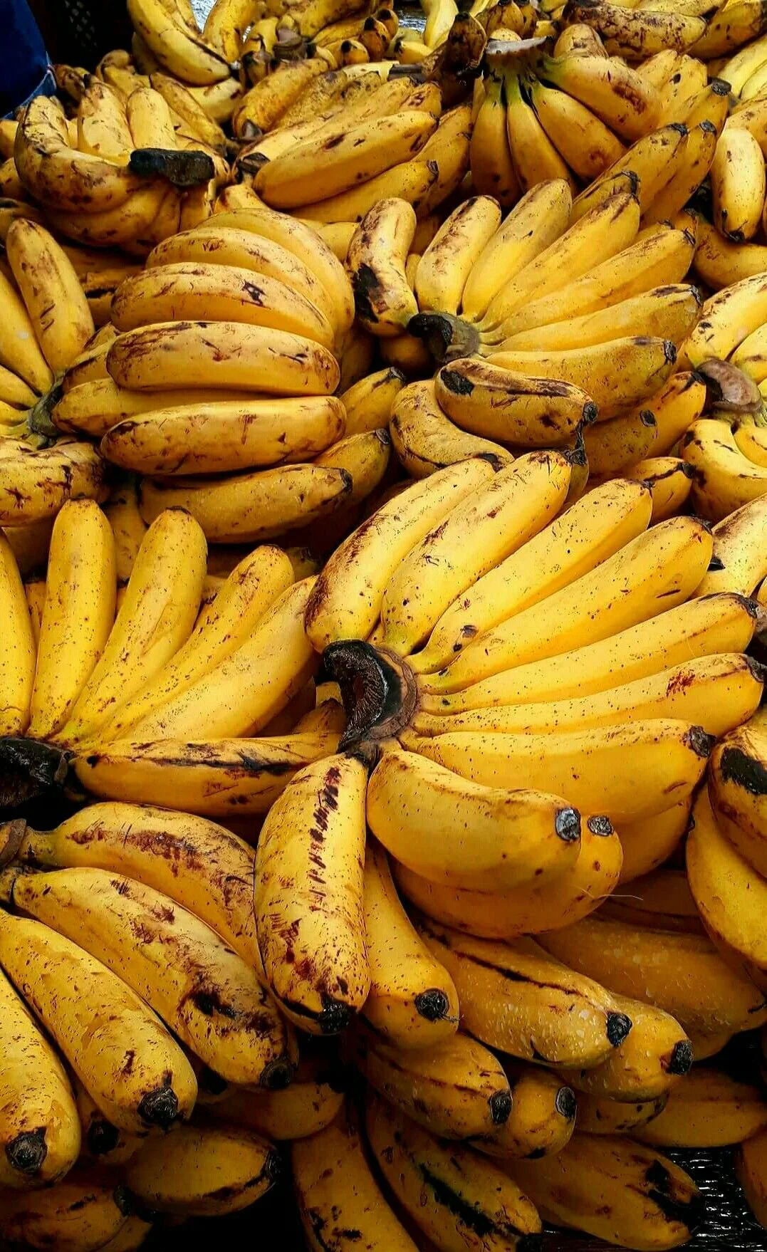 Stronger Together: Reflecting and Evolving as a Food Relief Network in West Auckland