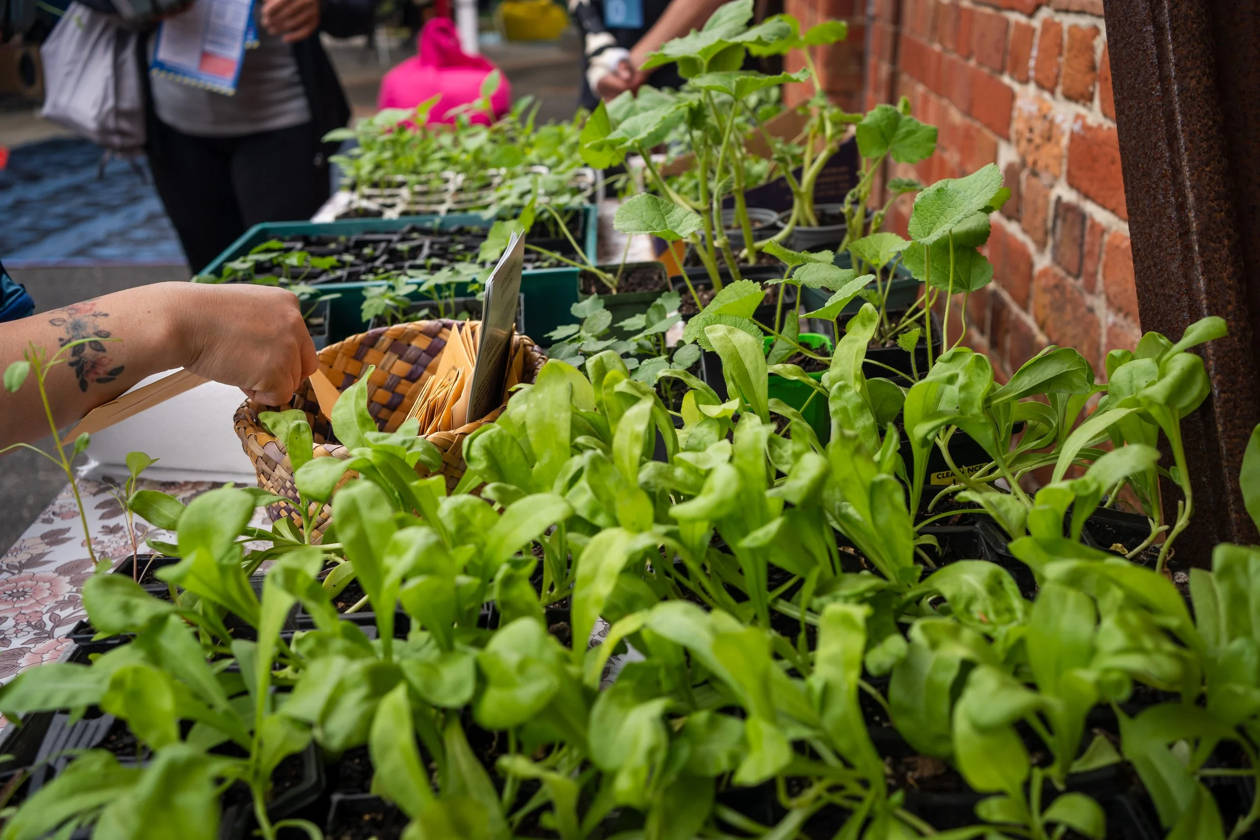From clay to kai, growing community at Ambrico