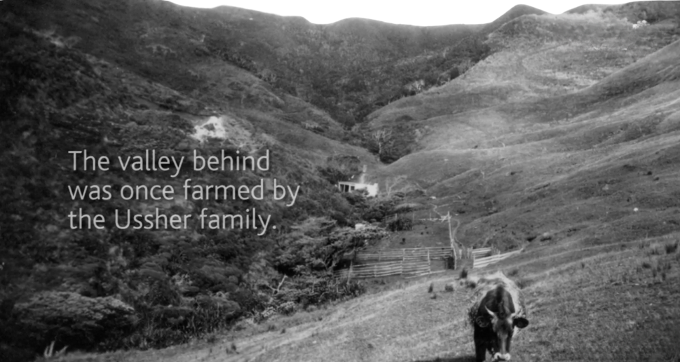 Memories of food supplies on our Piha farm in the 1950s and early 1960s