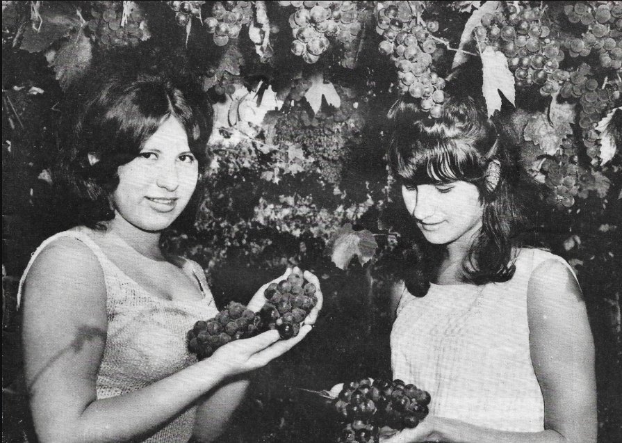 Sisters NORMA and Helen in the vineyard. Photo was taken in July 1967 for the front cover of "Fruit and Produce" magazine.