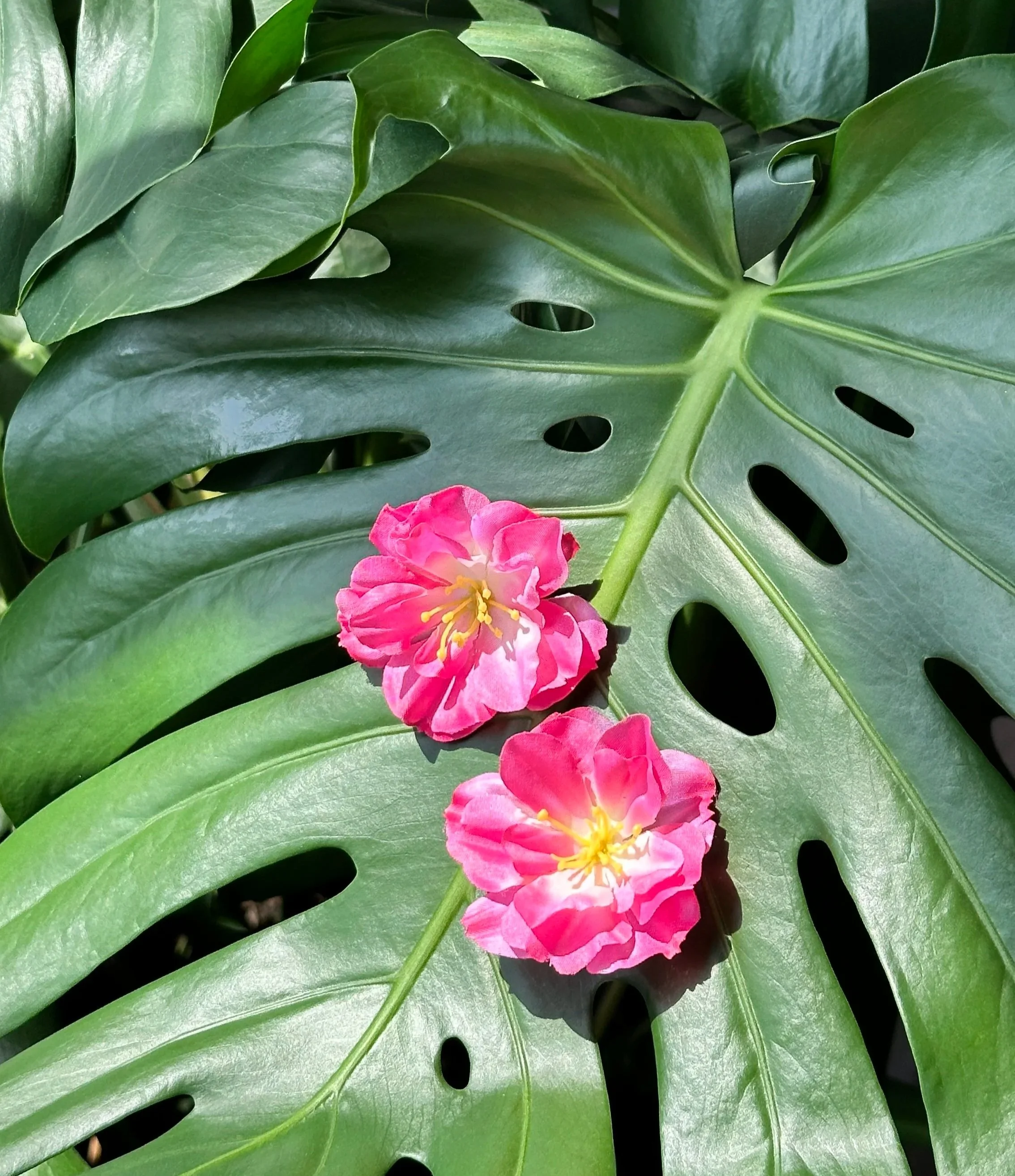 Greenhaus Bahama Mama Bloom (X-Small)