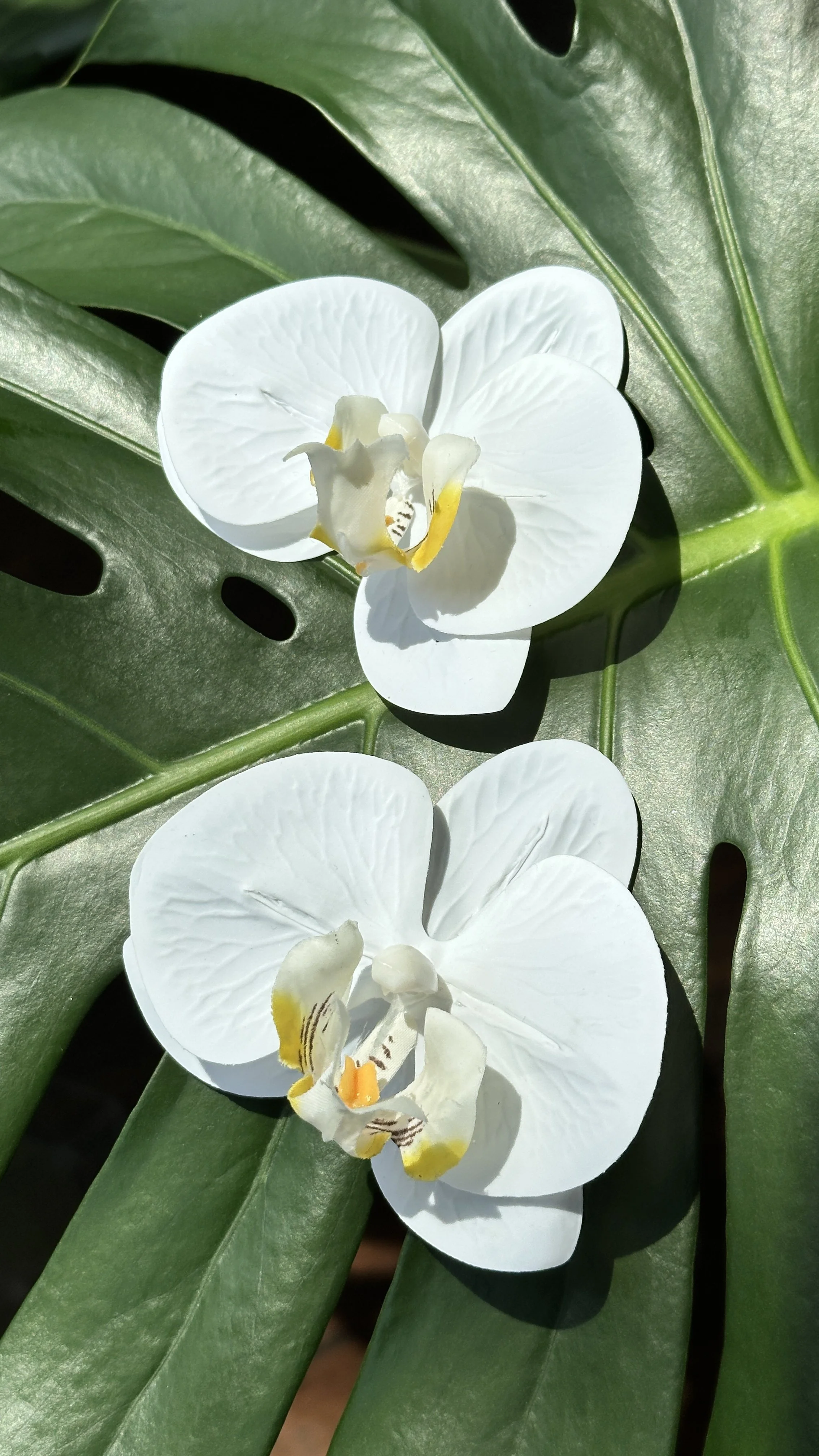 Greenhaus Signature White Orchid (Small)