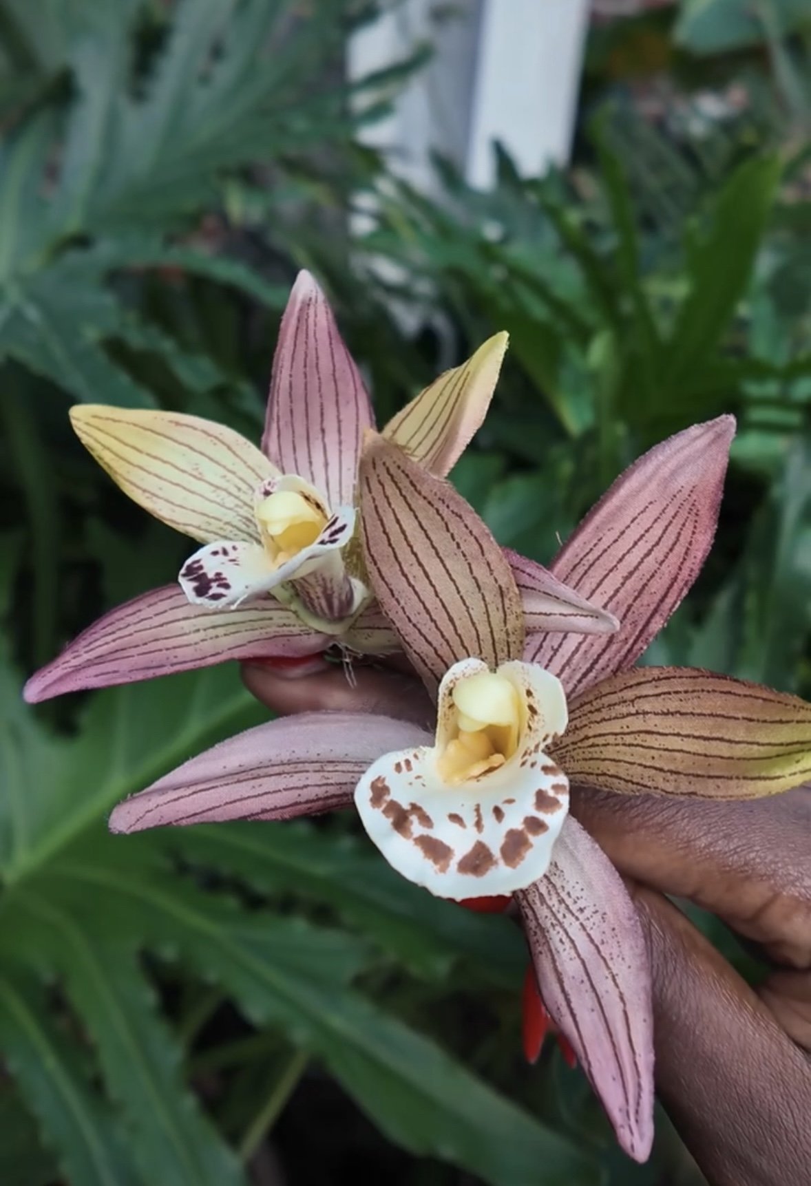 Greenhaus Merlot Orchid Earrings (LARGE)