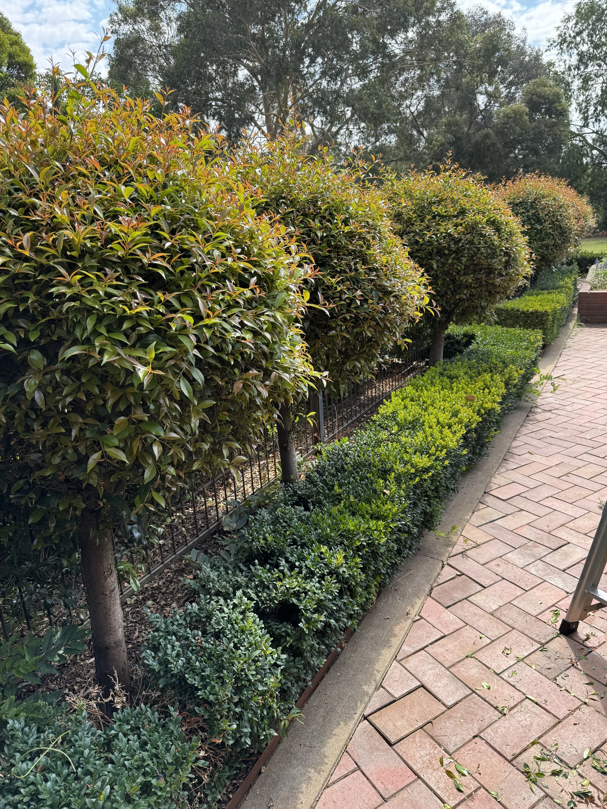 Line of neatly trimmed bushes and small trees along a paved walkway in a garden.