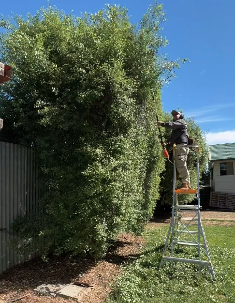 Professional hedge trimming and pruning in Wangaratta