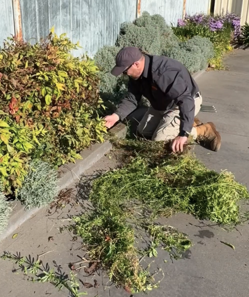 Weed control service in Wangaratta Victoria, removing unwanted weeds from lawns, garden beds and pathways.