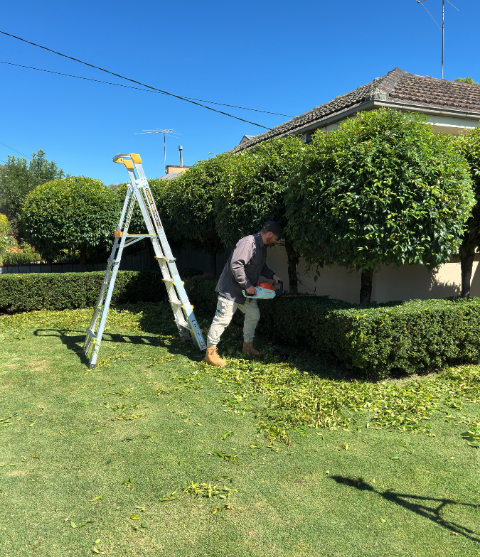 Shrub pruning and garden maintenance in Wangaratta