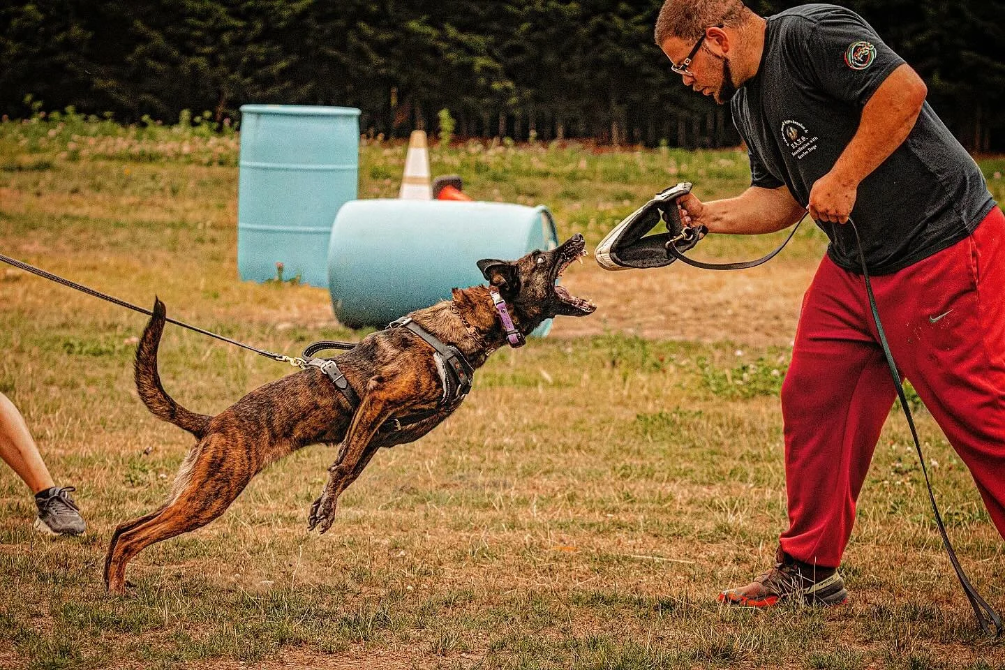 tacoma-dutch-shepherd-training.
