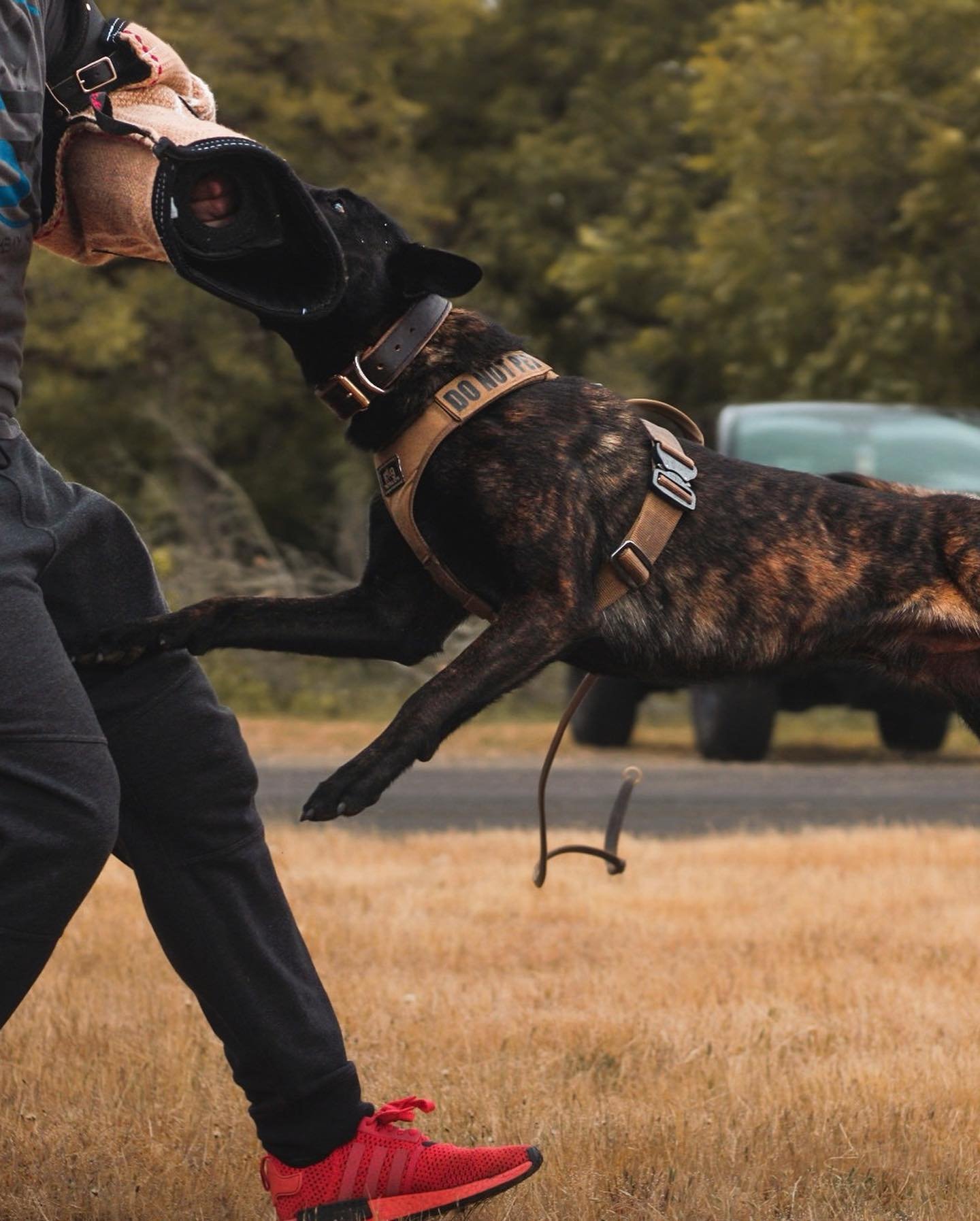 protection-sports-k9