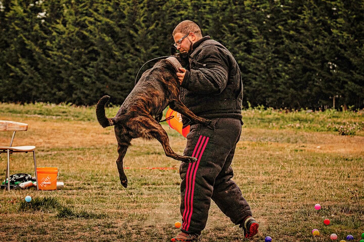 tacoma-dog-decoy-bitework