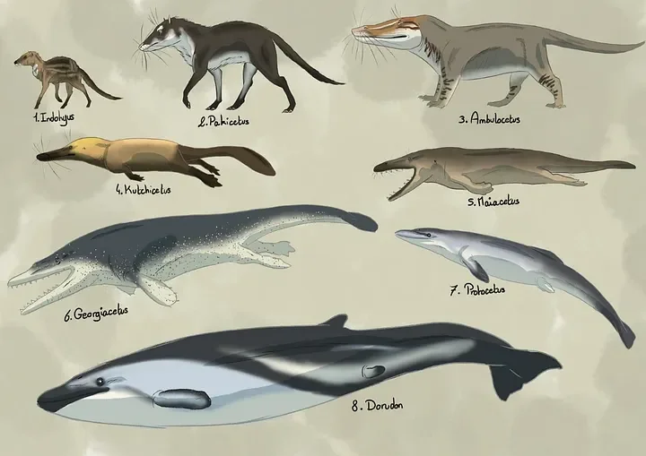 The evolution of whales and software