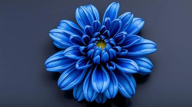 close-up-shot-of-a-vibrant-blue-dahlia-flower-with-a-yellow-center-on-dark-background-photo.jpg
