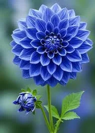 2bluedahlia.jpeg