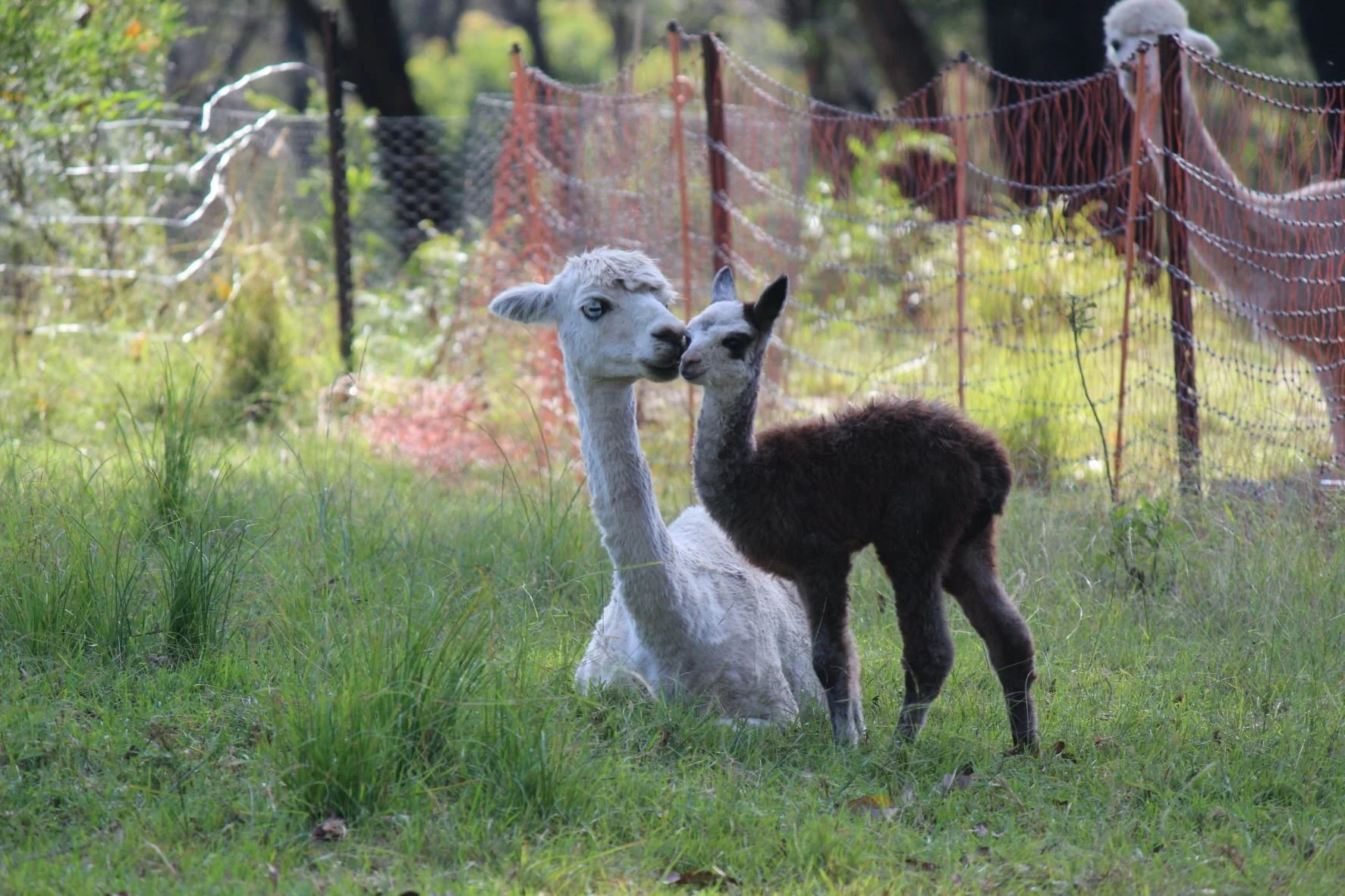 Not just cute:                           The many benefits of Alpacas&nbsp;