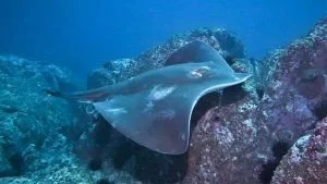 An Unforgettable Dive at Montegue Island