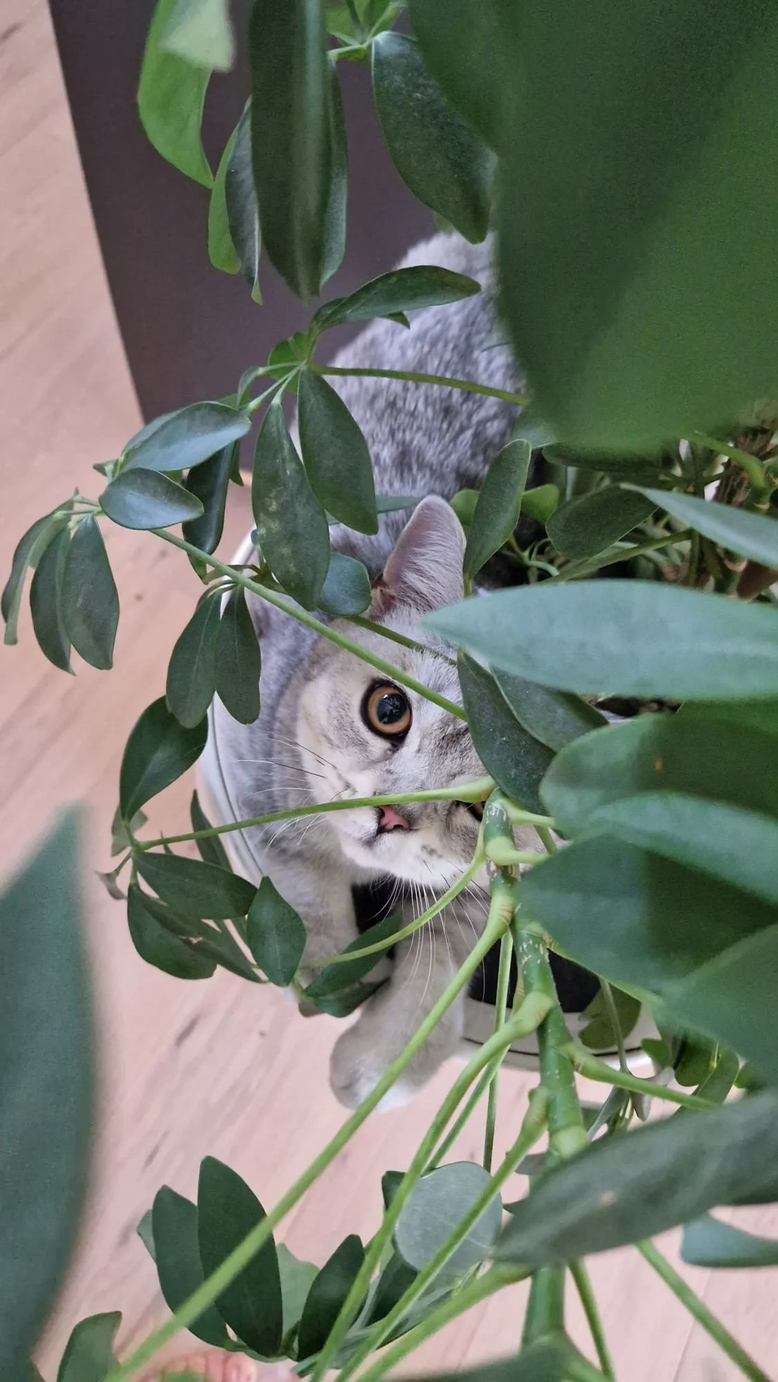 Zwischen Chaos, Schnurren und Katzenhaare