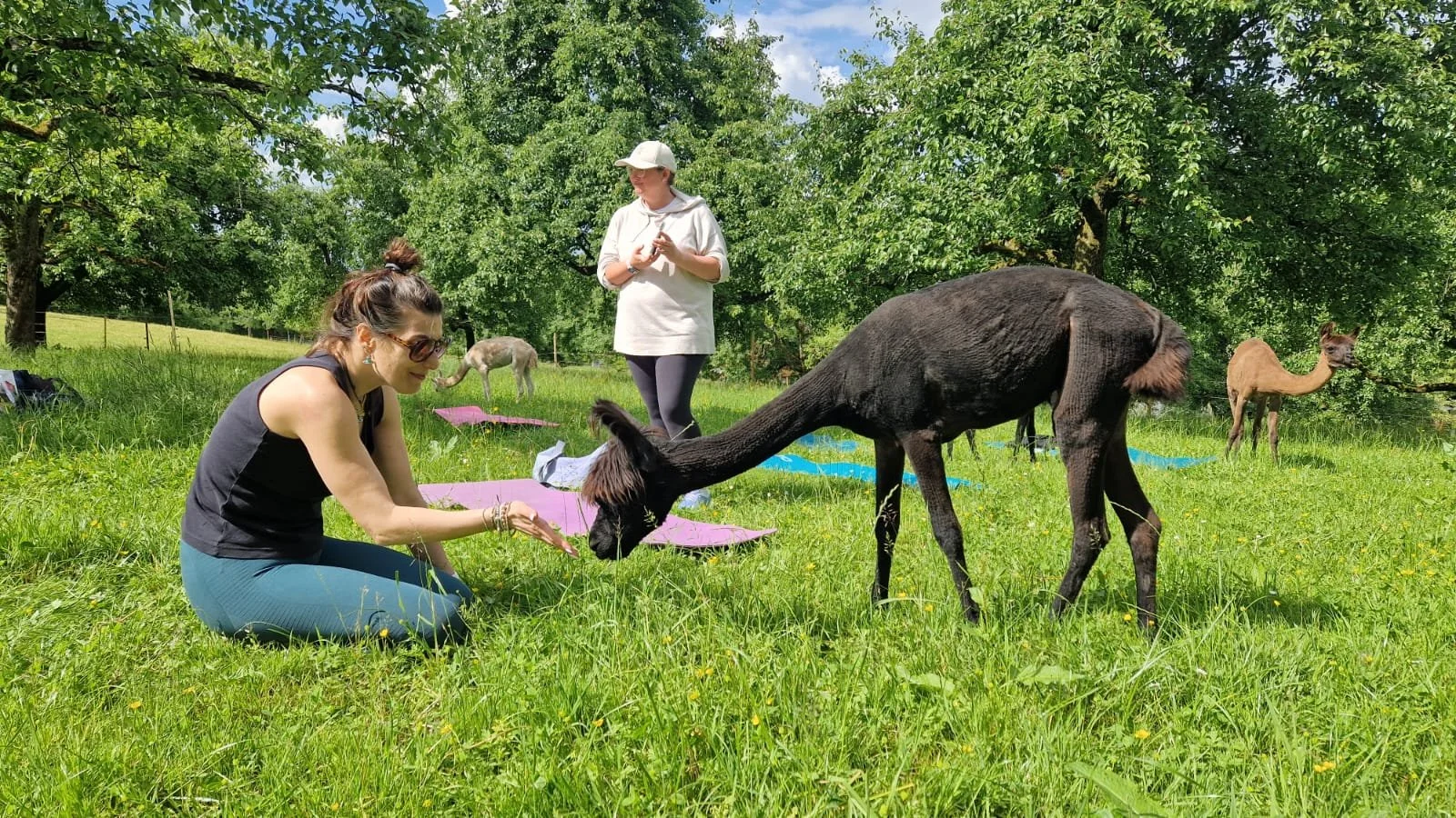 Alpakayoga - oder: wenn deine Matte aufgefressen wird