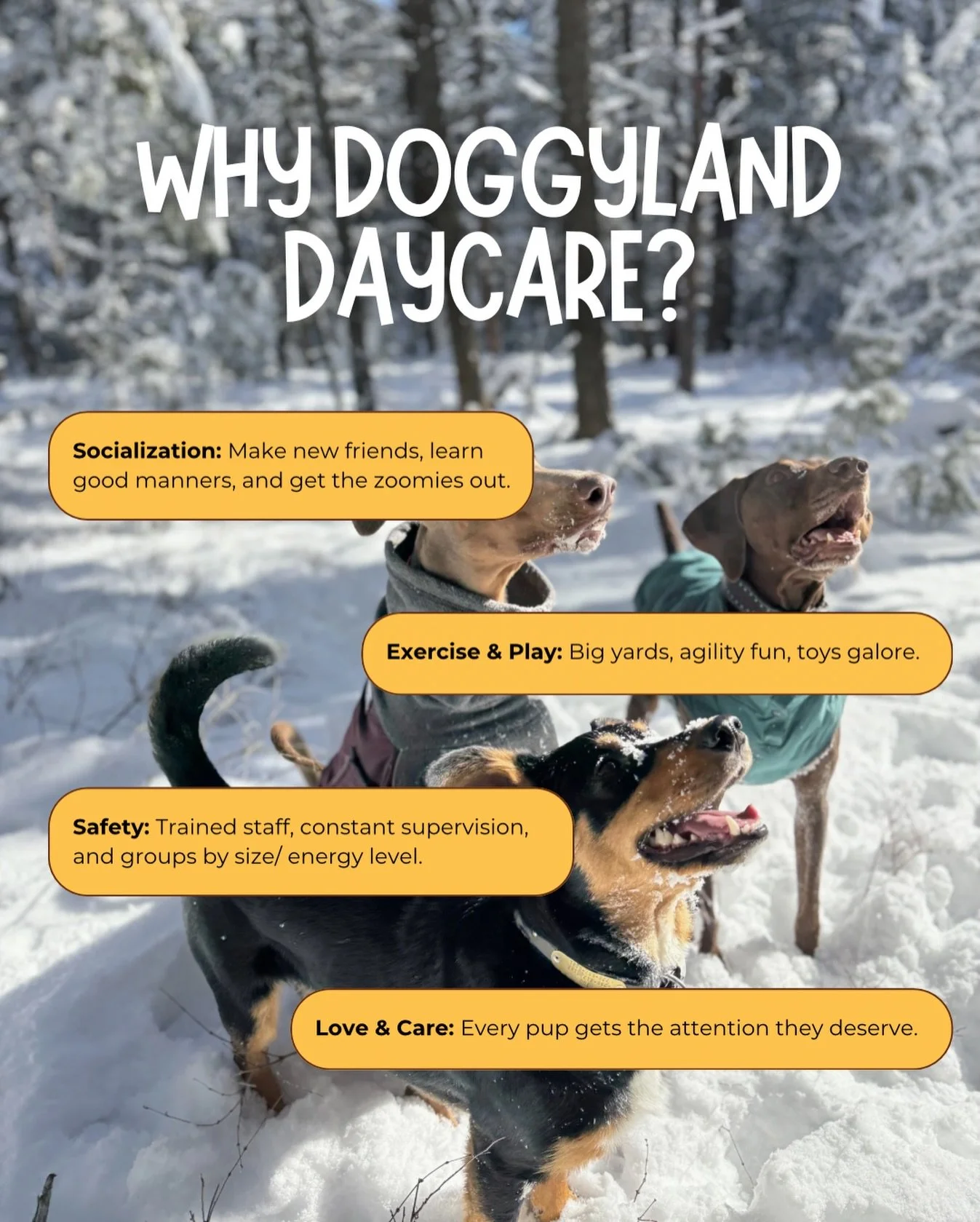 Because your pup deserves the best💛💛

Sign your dog up today and let their fun begin! 

#eastkootenaydogs #cranbrookdoggrooming #cranbrookdogboarding #dogsofinstagram #dogdaycare