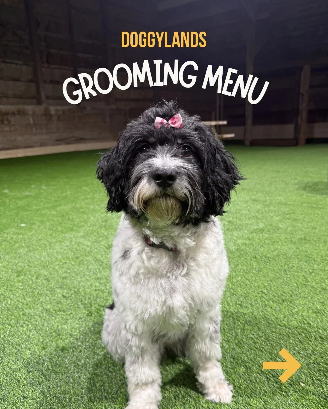 Ready to pamper your pup? Book their appointment today and give them the grooming experience they deserve! 🐶💛

#dogsofinstagram #cranbrookdoggrooming #doggrooming #dogboarding #eastkootenaydogs