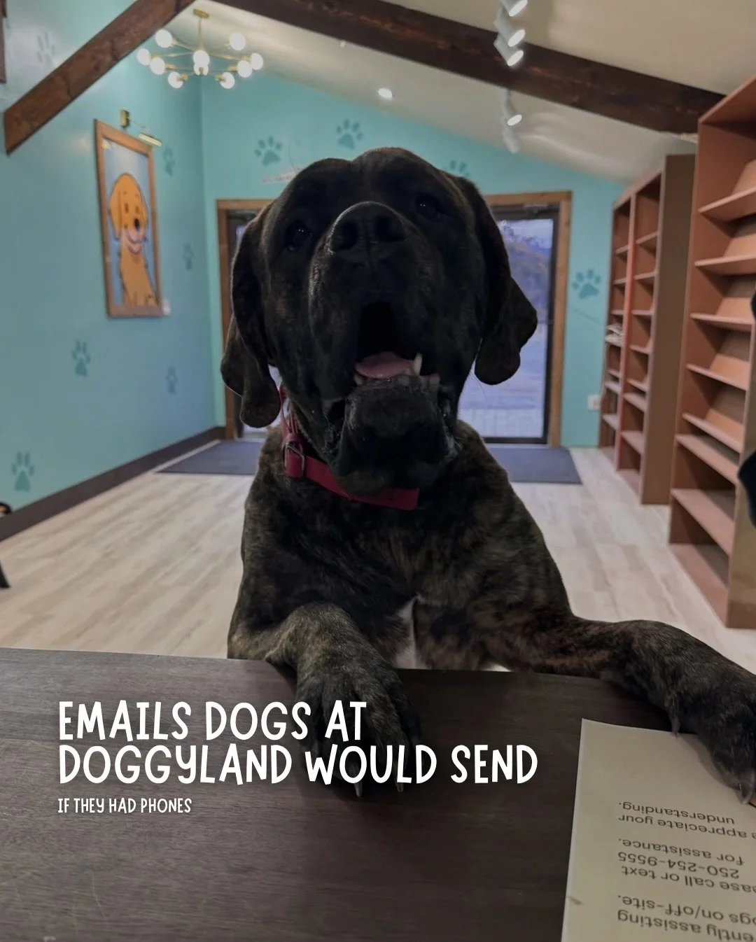 If our customers had phones&hellip; this is the kind of emails they&rsquo;d be sending. 🐾📧

#dogsofinstagram #cranbrookdoggrooming #doggrooming #dogboarding #eastkootenaydogs