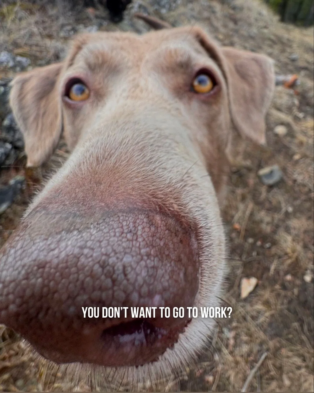 You don&rsquo;t want your pup to get FOMO do you?👀

book them a spot to come play with friends through the link in our bio! 🐶💛

#ekdoggroomer #eastkootenaydogs #dogsofinatagram #dogsmemes #doggydaycare