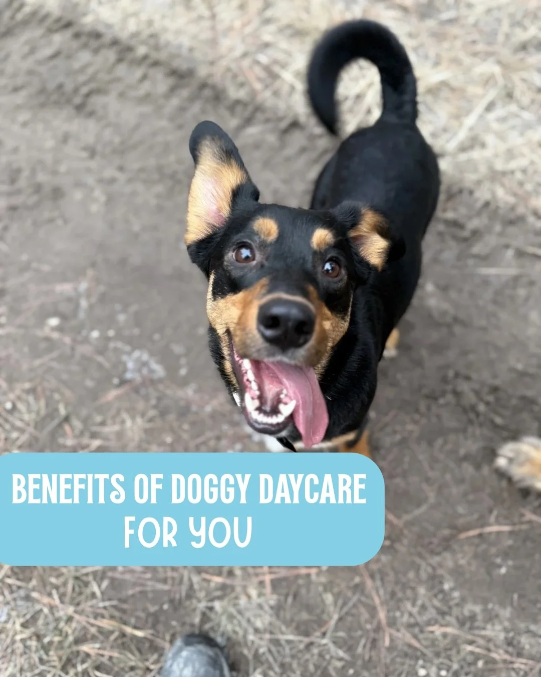 doggy daycare isn&rsquo;t just for your pup&hellip; it&rsquo;s for you too 🤍🐕
more peace of mind, a happier dog, and an easier day all around.

ready to see the difference? book with us today!

#doggydaycare #eastkootenaydogs #cranbrookbc #dogboard